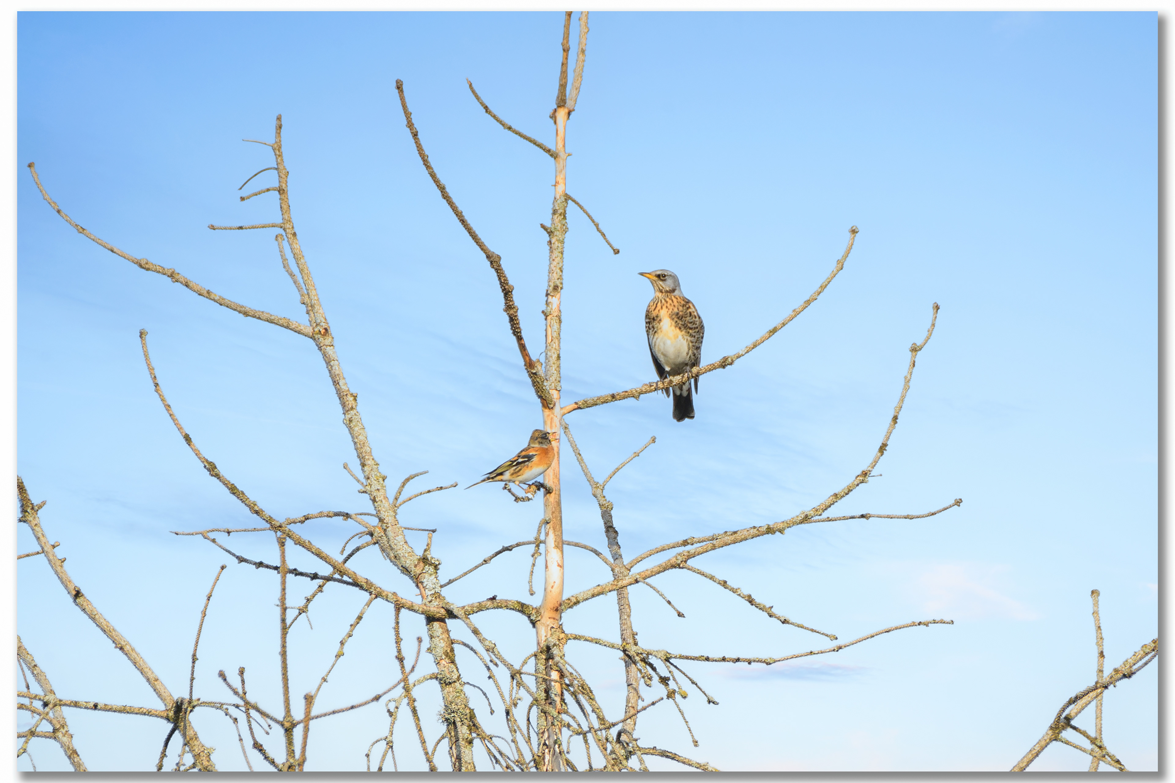 Pinson du nord - Fringilla montifringilla, Grive litorne - Turdus pilaris