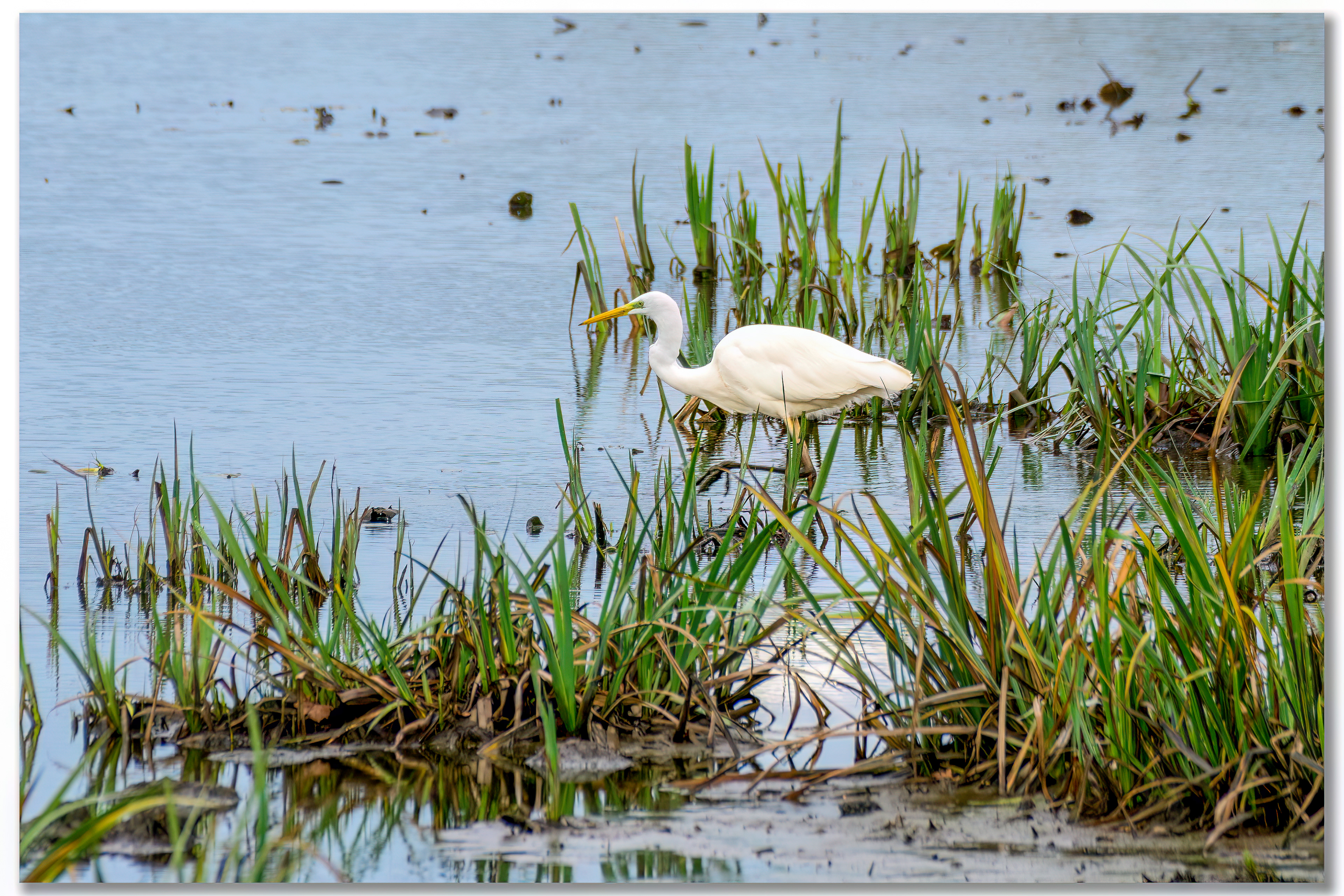 Grande aigrette - Ardea alba