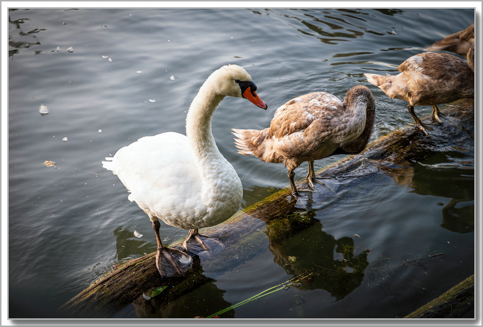 Cygne turberculé - Cygnus Olor