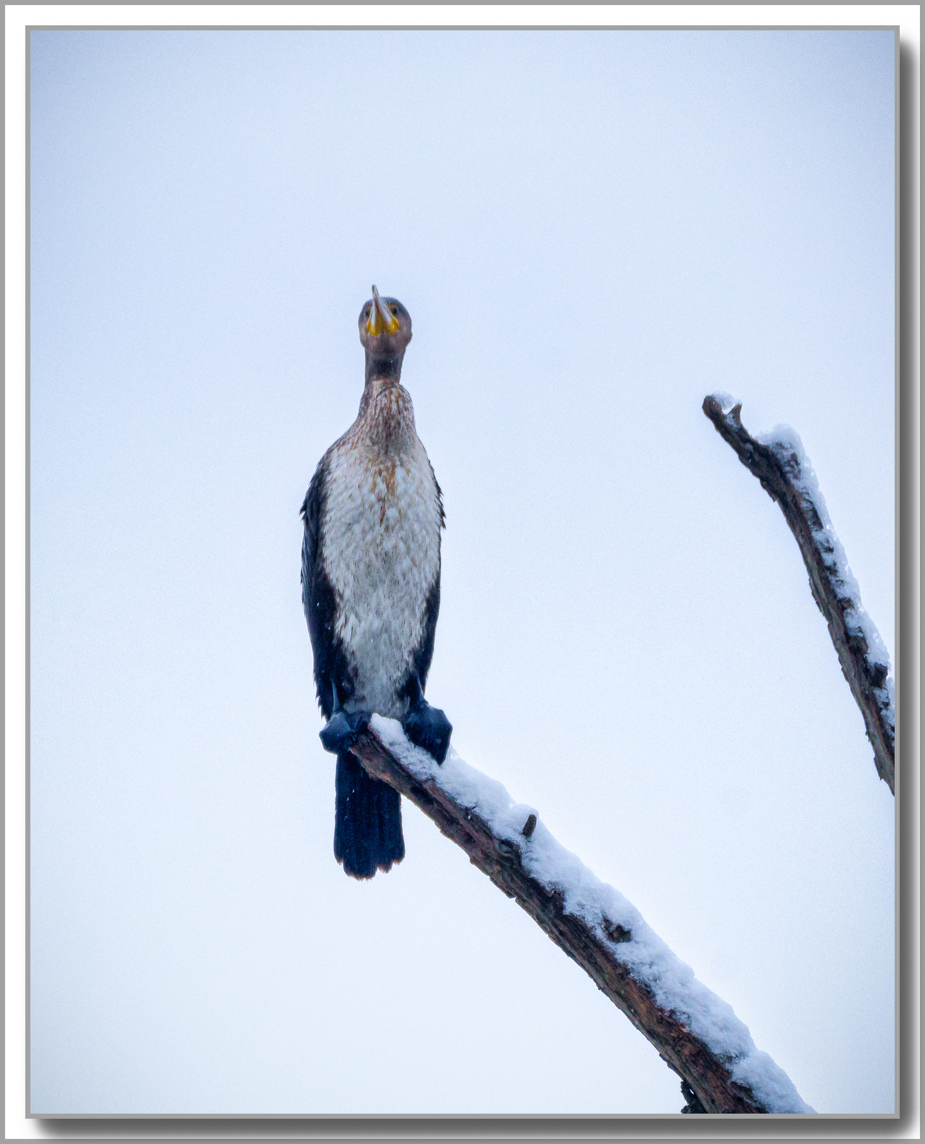 Grand Cormoran - Phalacrocorax carbo
