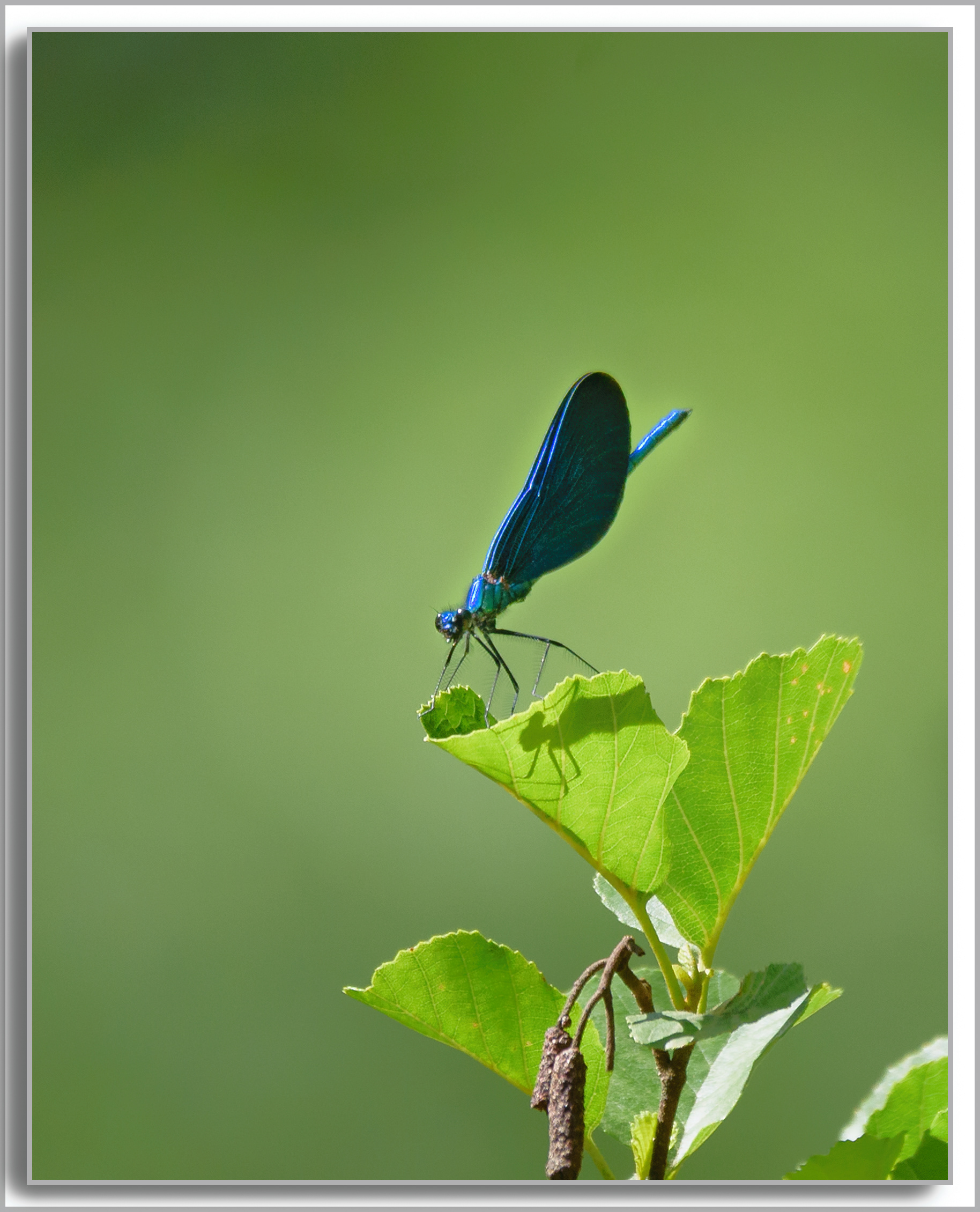Caloptéryx vierge - Calopteryx virgo