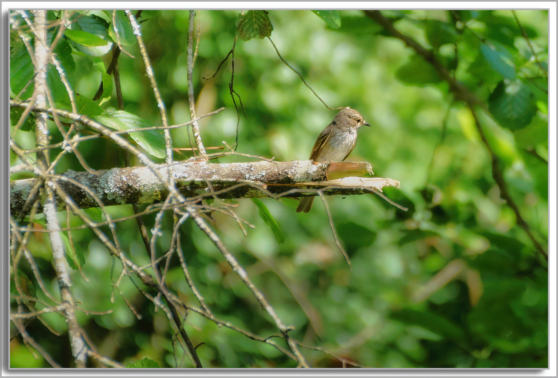 Goubemouche gris - Muscicapa striata