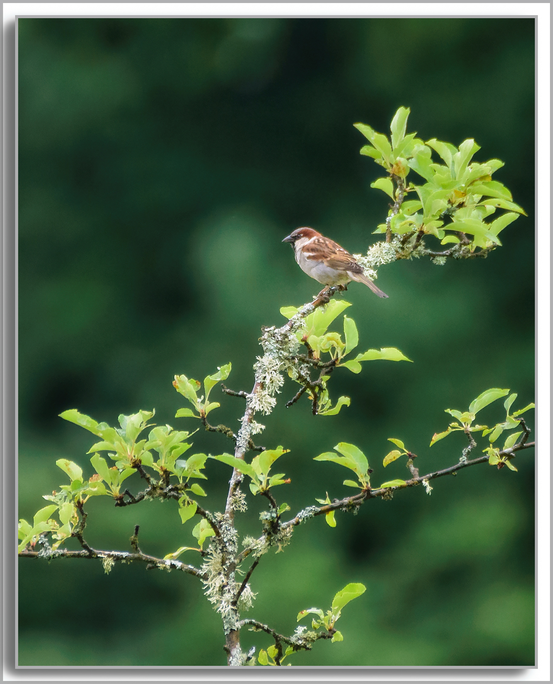 Moineau domestique - Passer domesticus