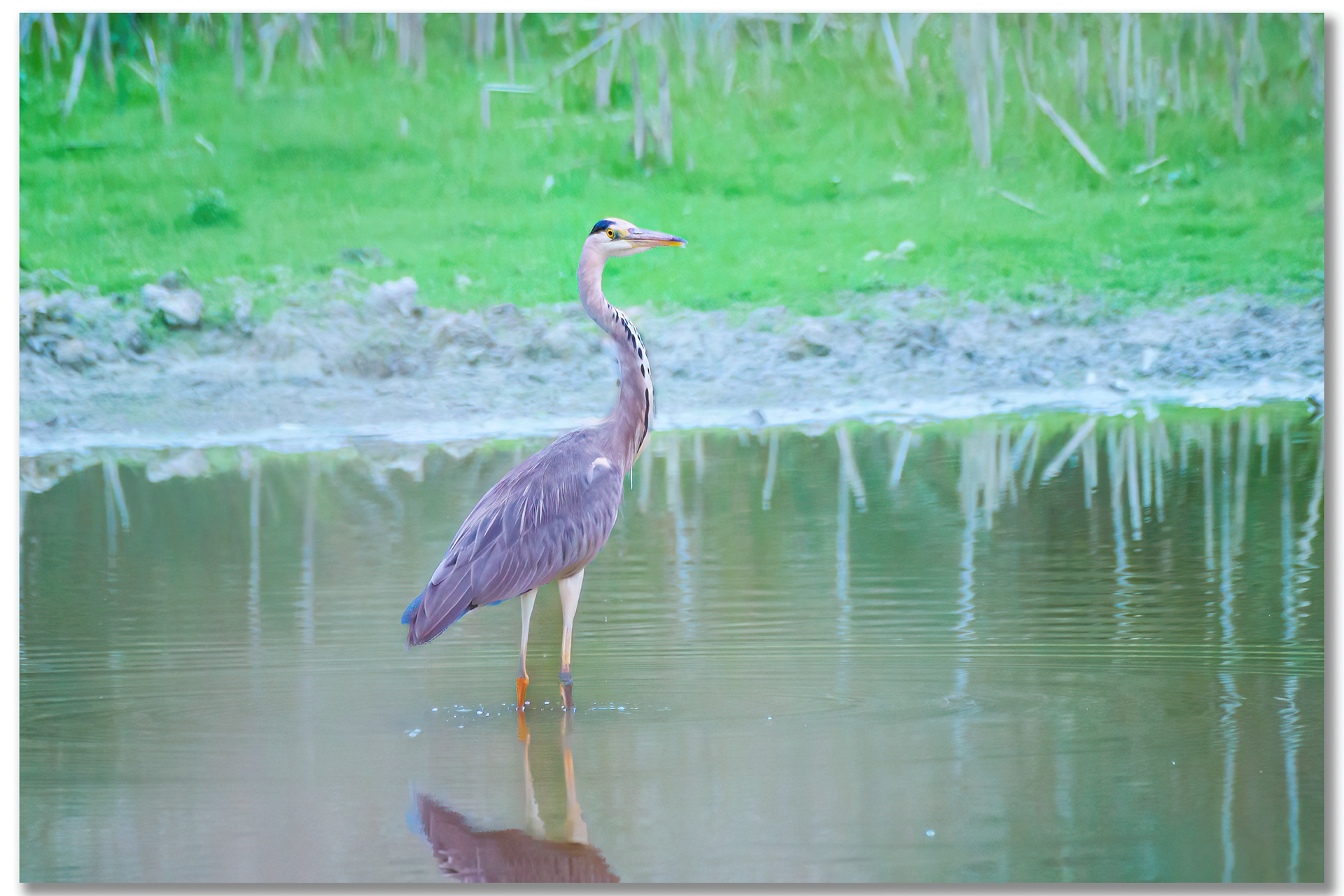 Héron cendré - Ardea cinerea