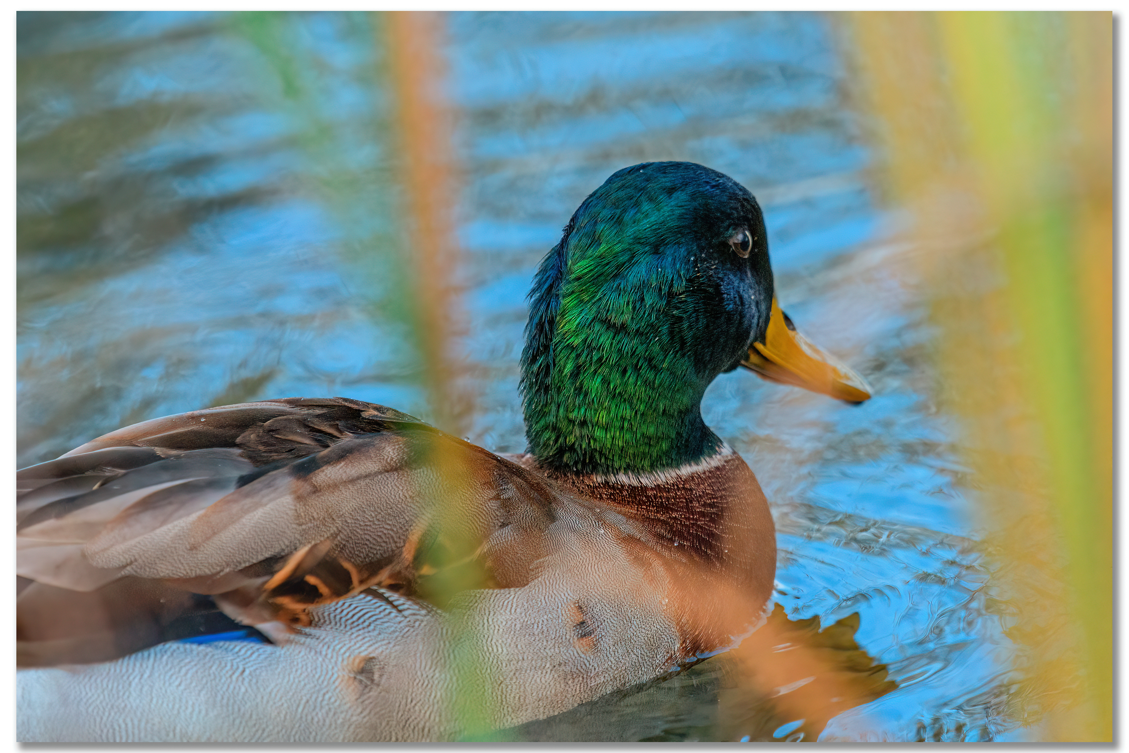 Canard Colvert - Anas platyrhynchos