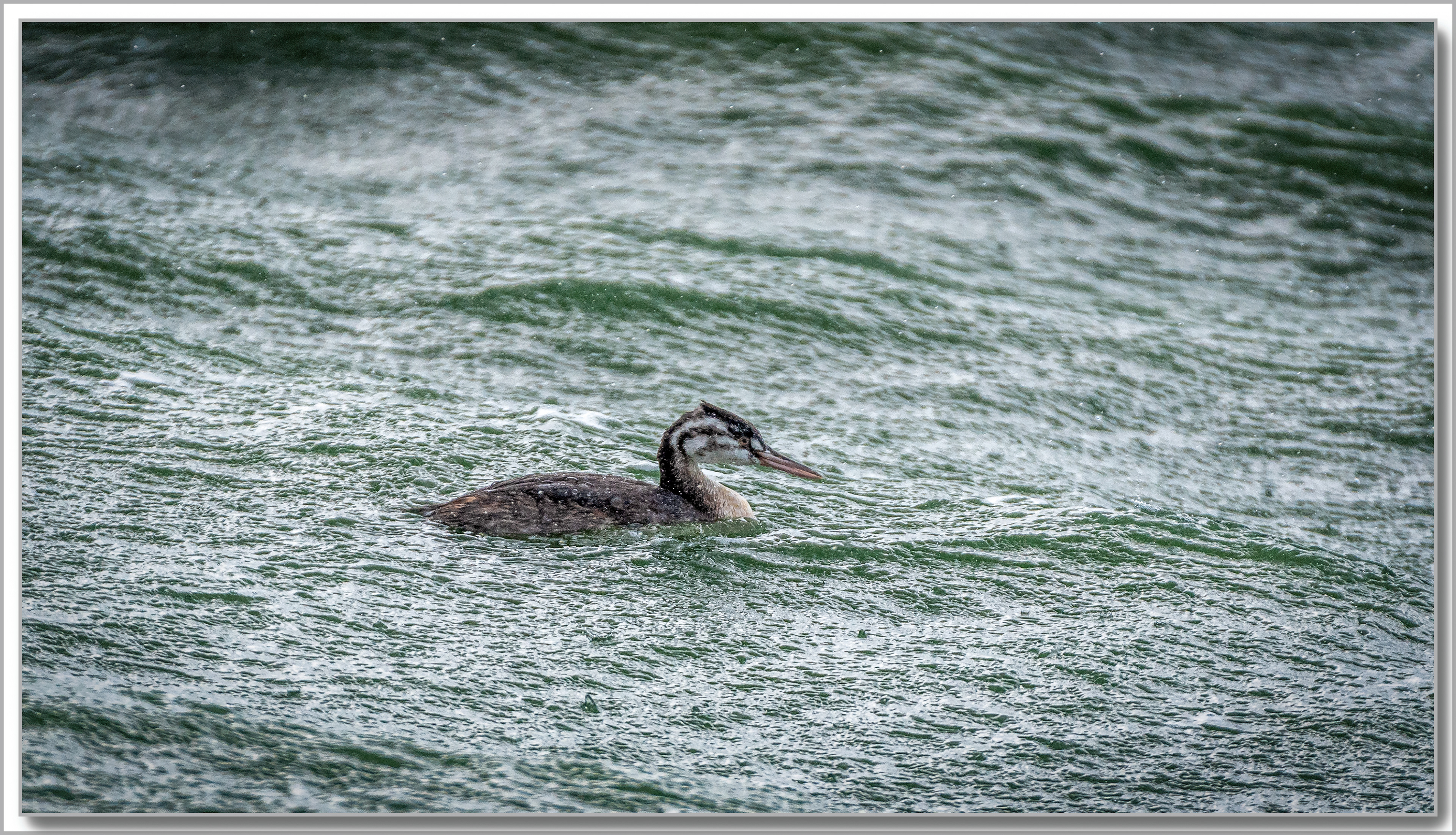 Grèbe huppé - Podiceps Cristatus