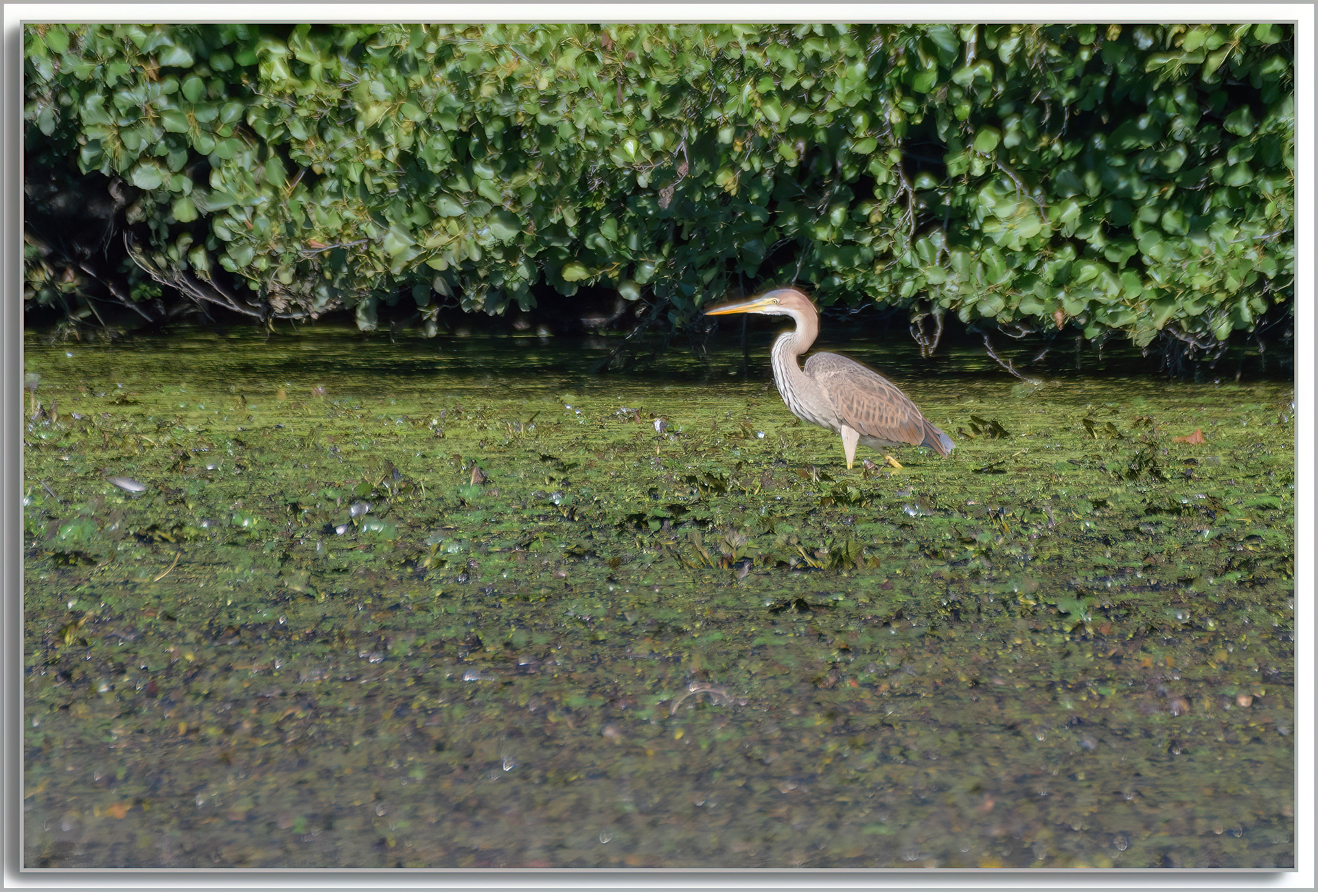 Héron pourpré - Ardea purpurea
