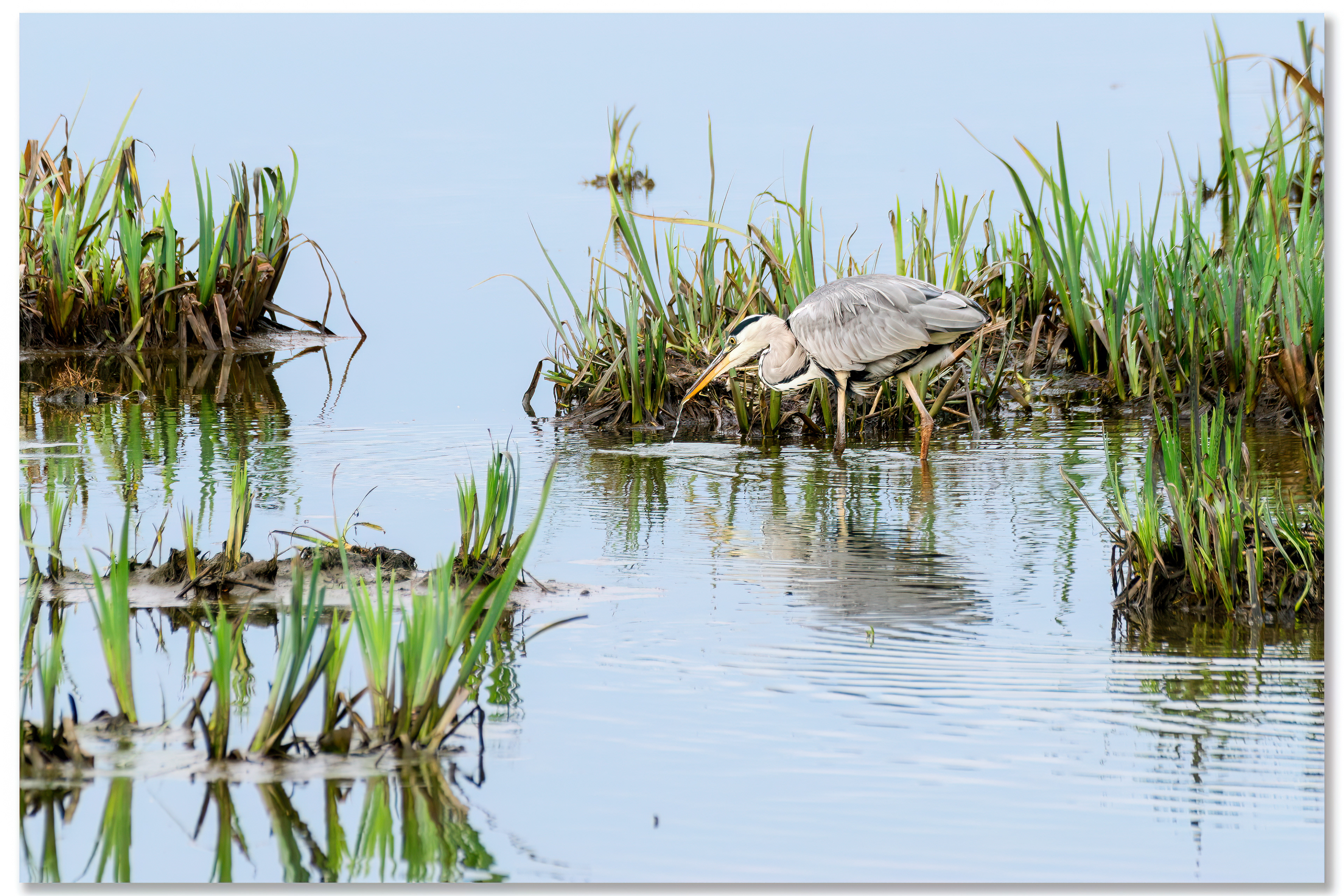 Héron cendré - Ardea cinerea