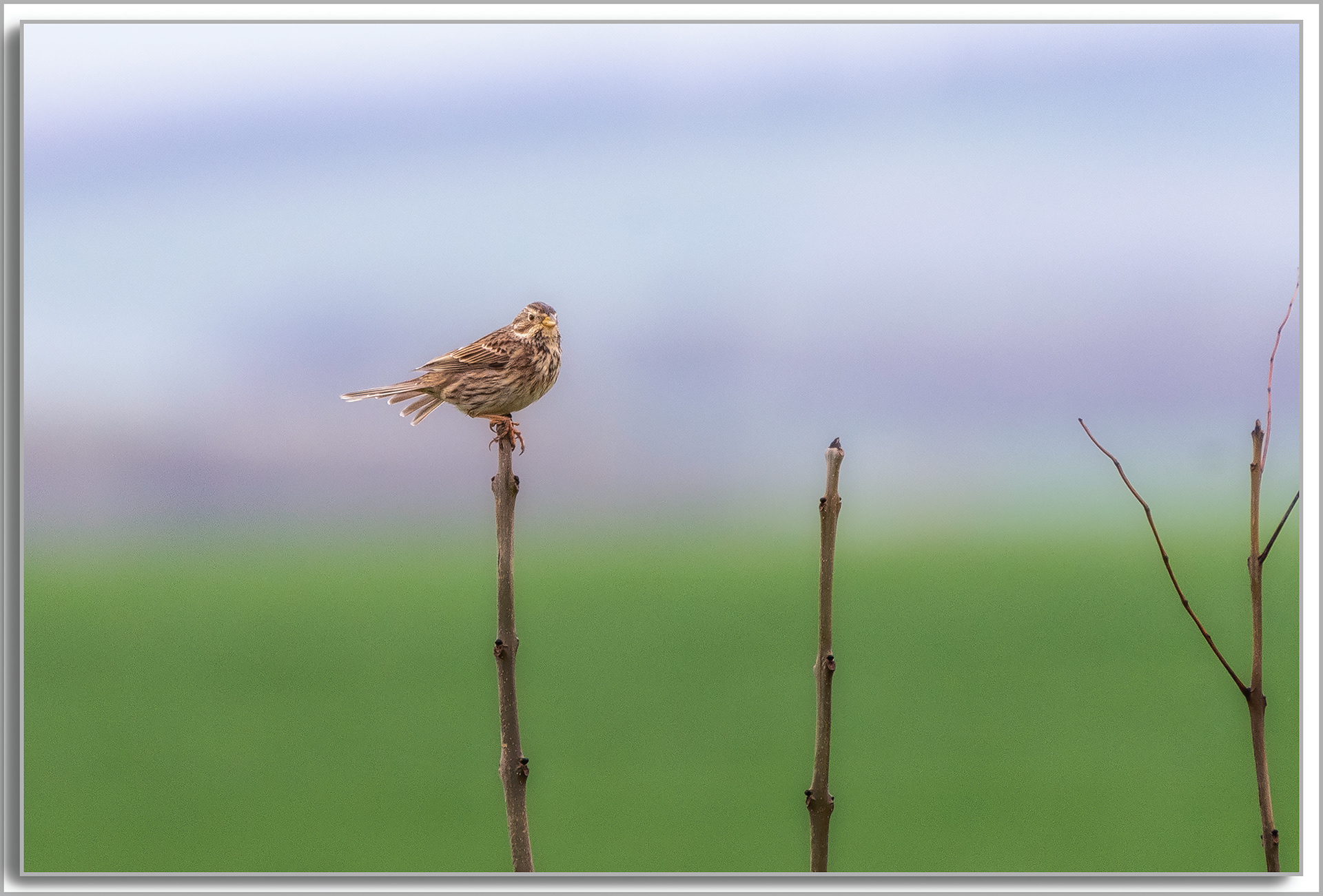 Bruant proyer - Emberiza calandra