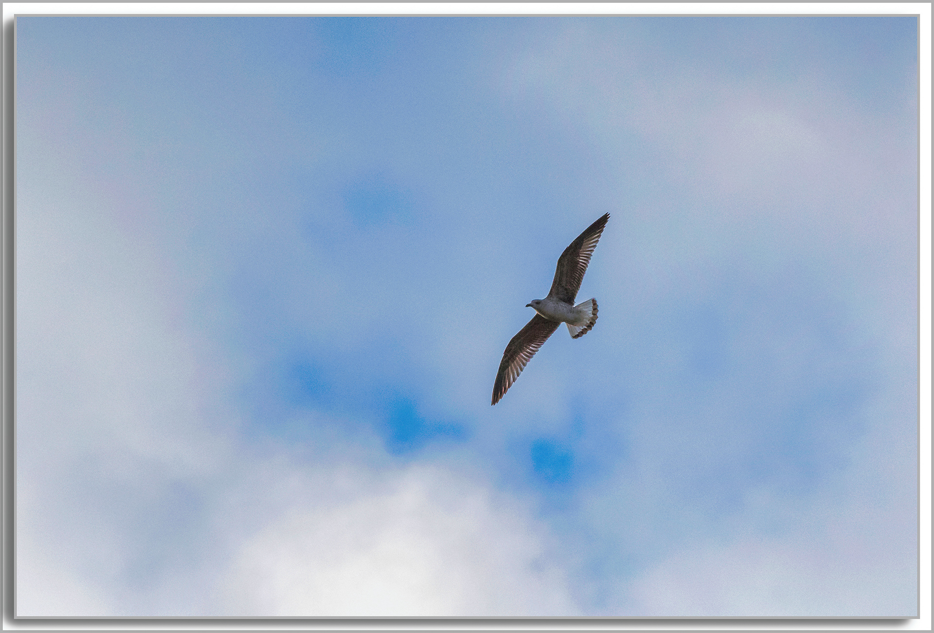 Goéland cendré - Larus canus