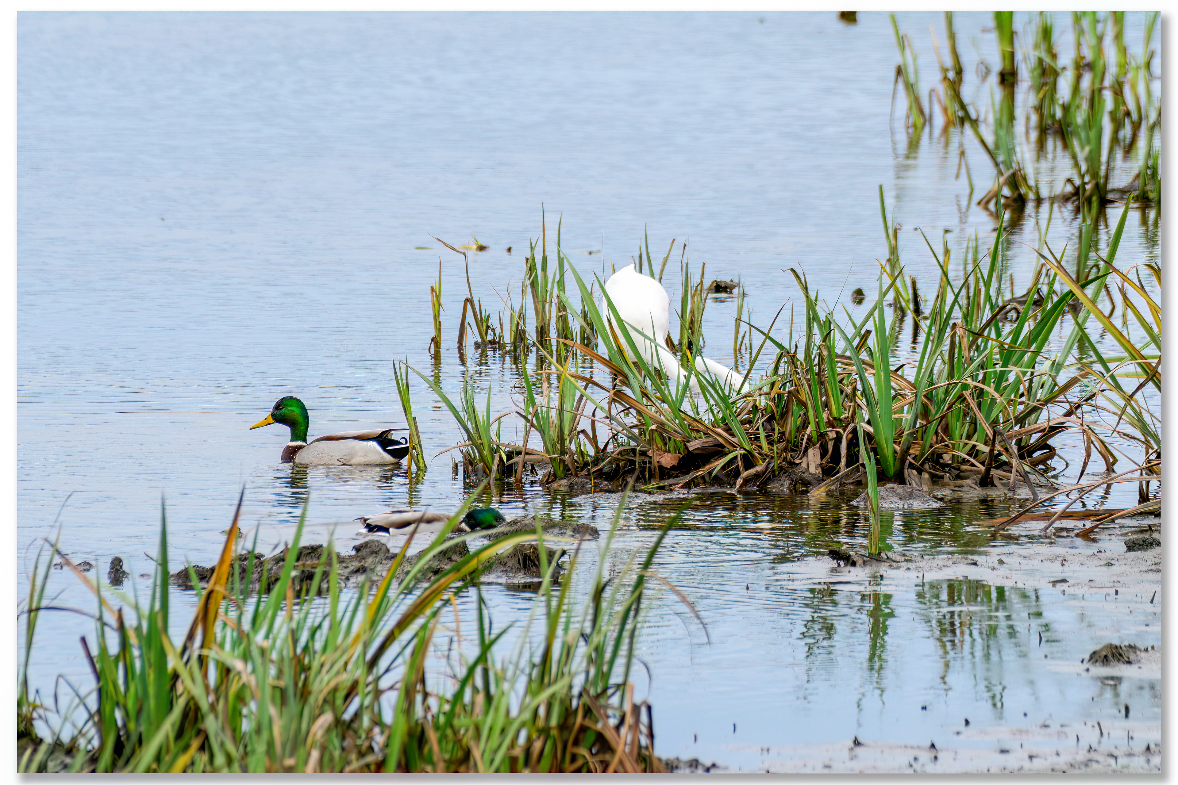 Grande aigrette - Ardea alba
