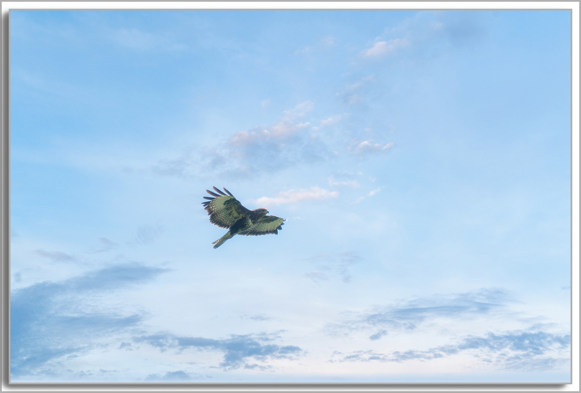 Buse variable - Buteo Buteo