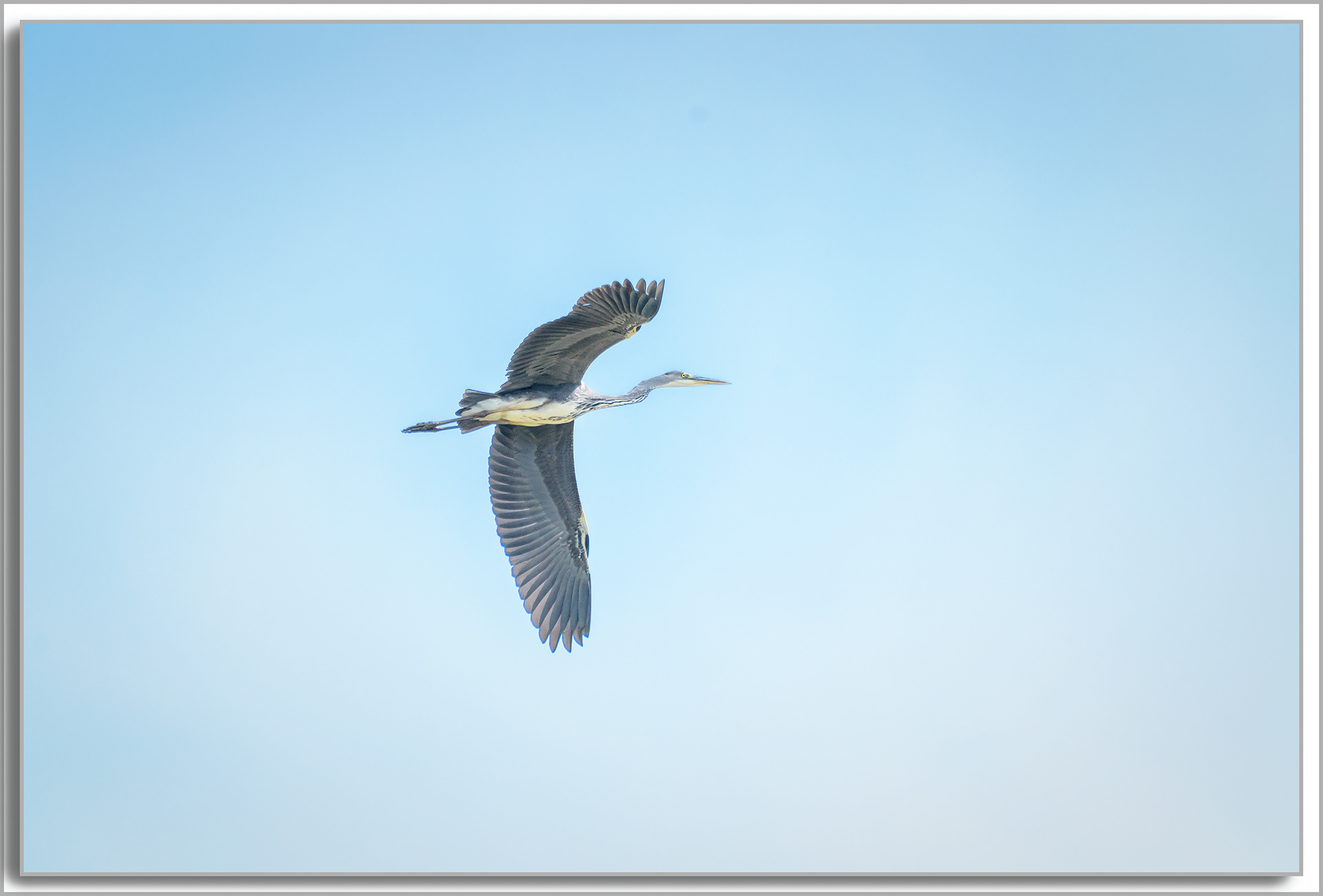 Héron cendré - Ardea Cinerea