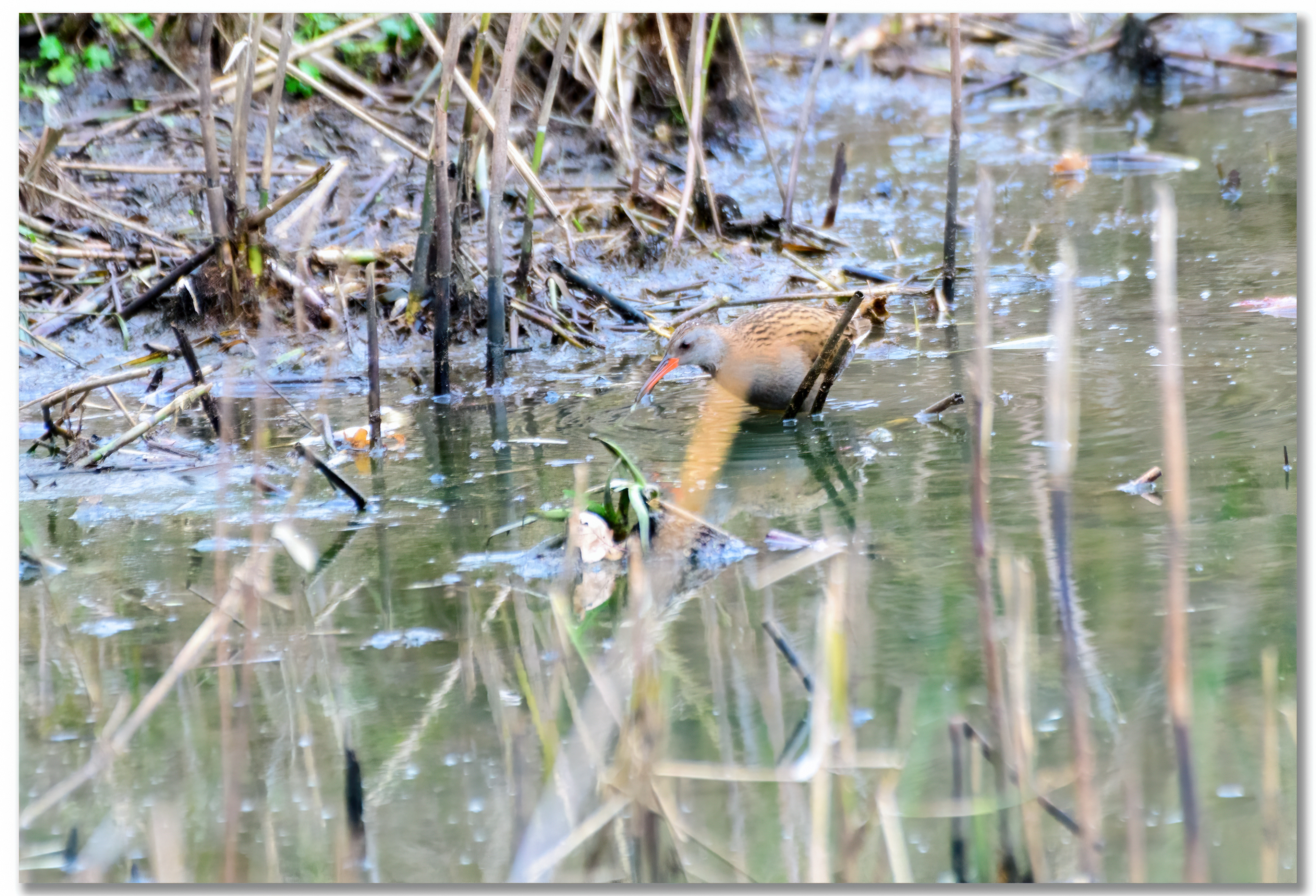 Râle d'eau - Rallus Aquaticus