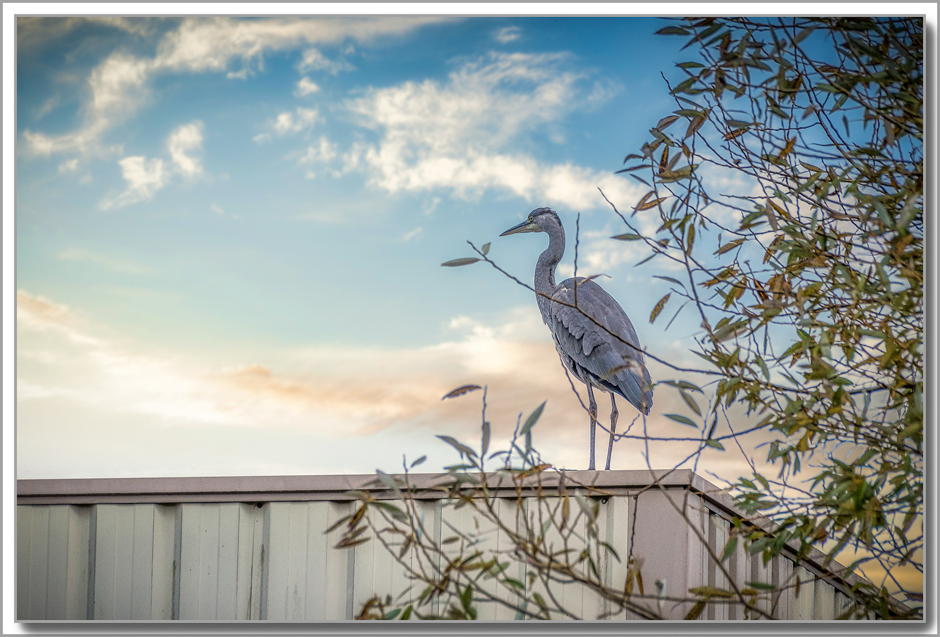 Héron cendré - Ardea Cinerea