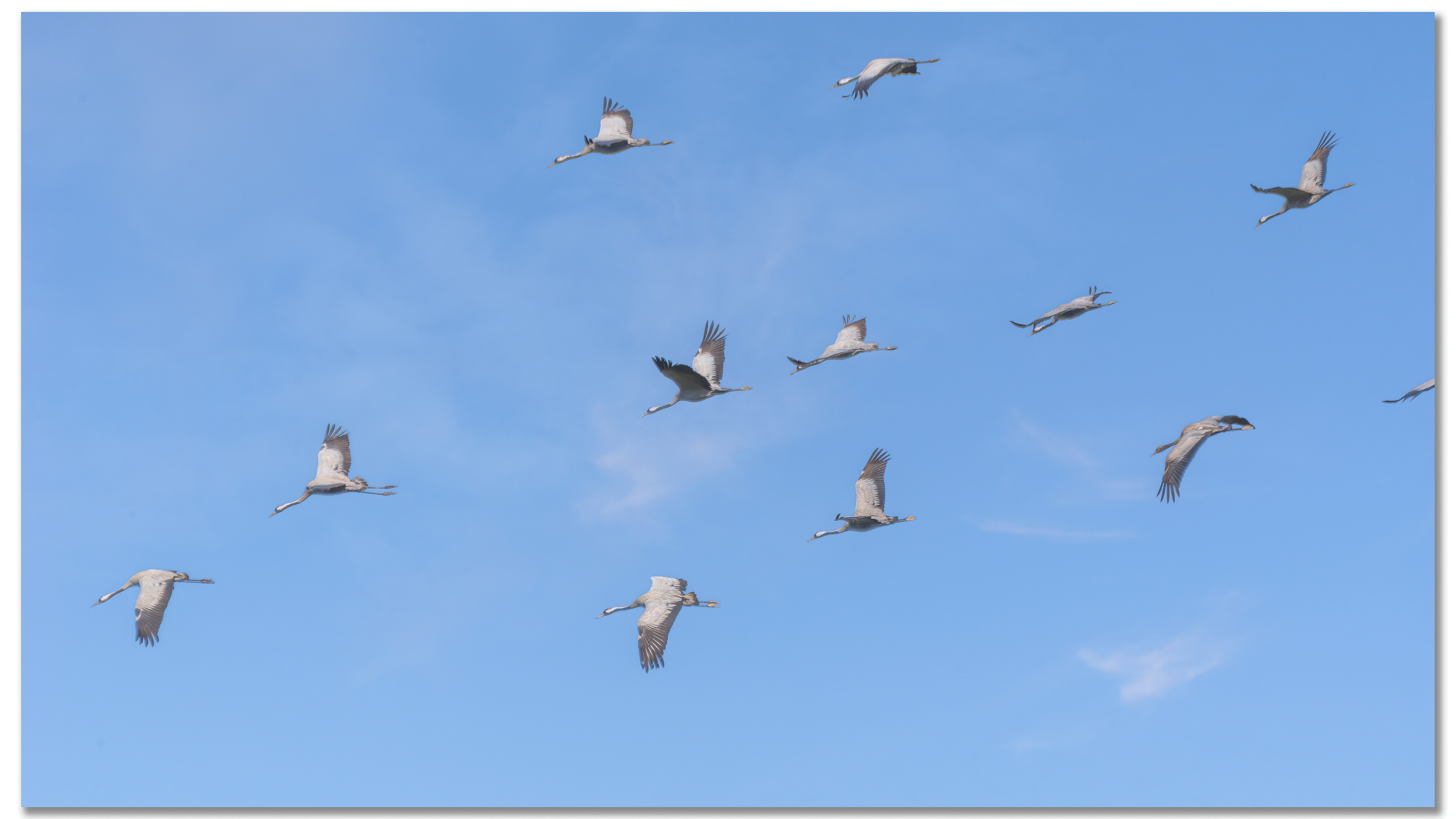 Grue cendrée - Grus grus