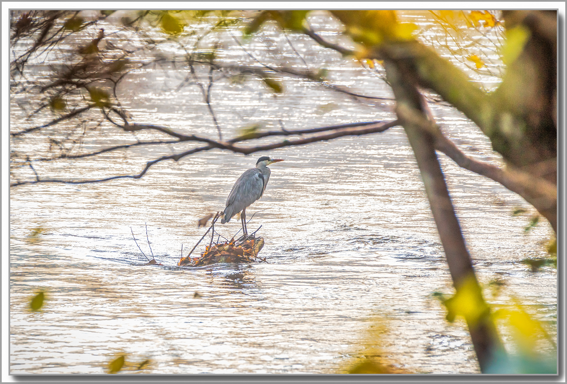 Héron cendré - Ardea Cinerea