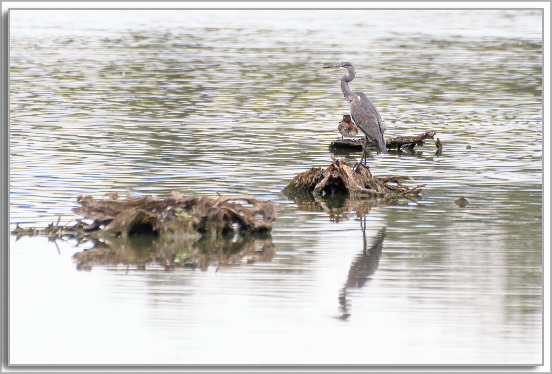 Héron cendré - Ardea Cinerea