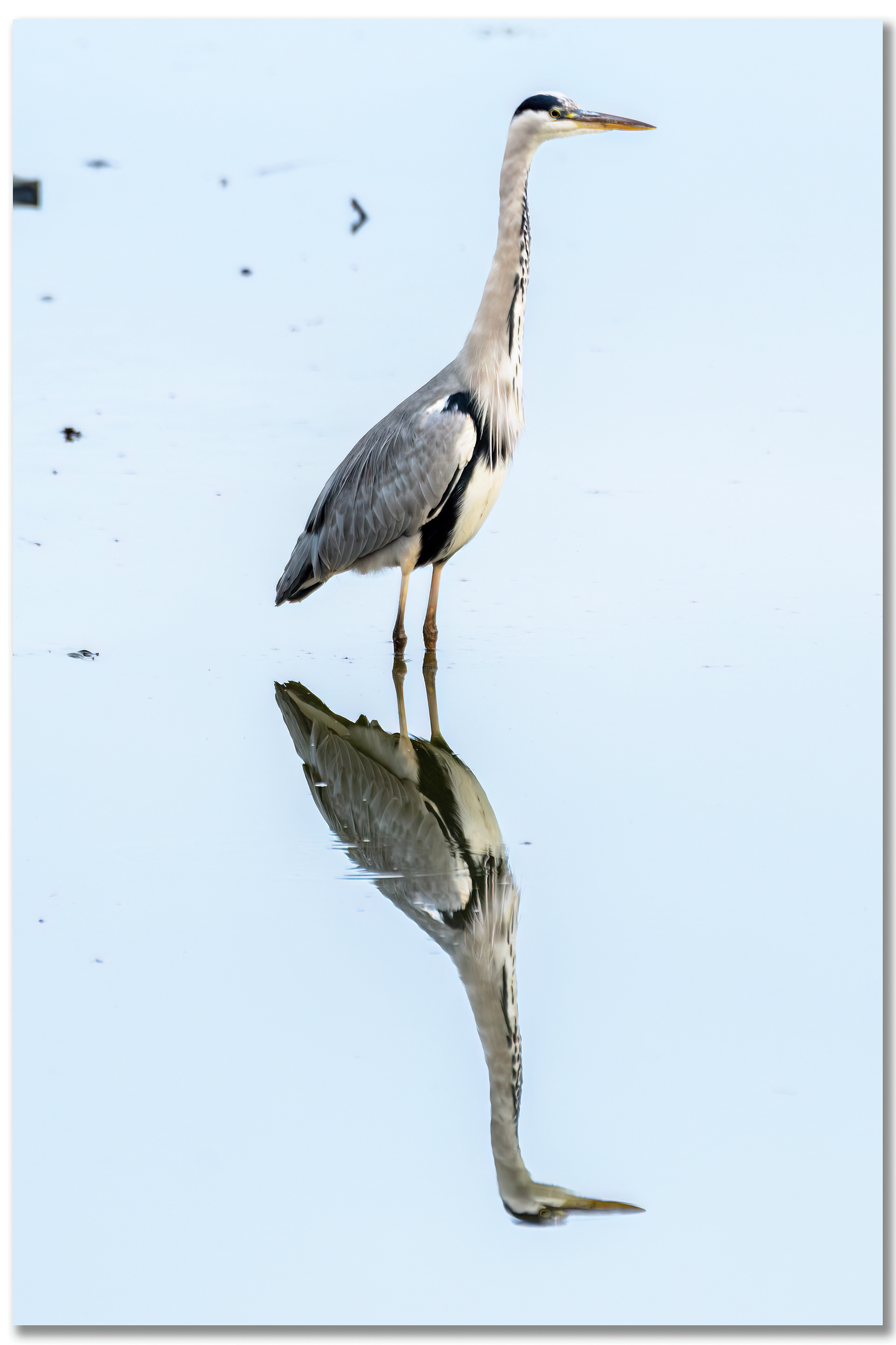 Héron cendré - Ardea Cinerea