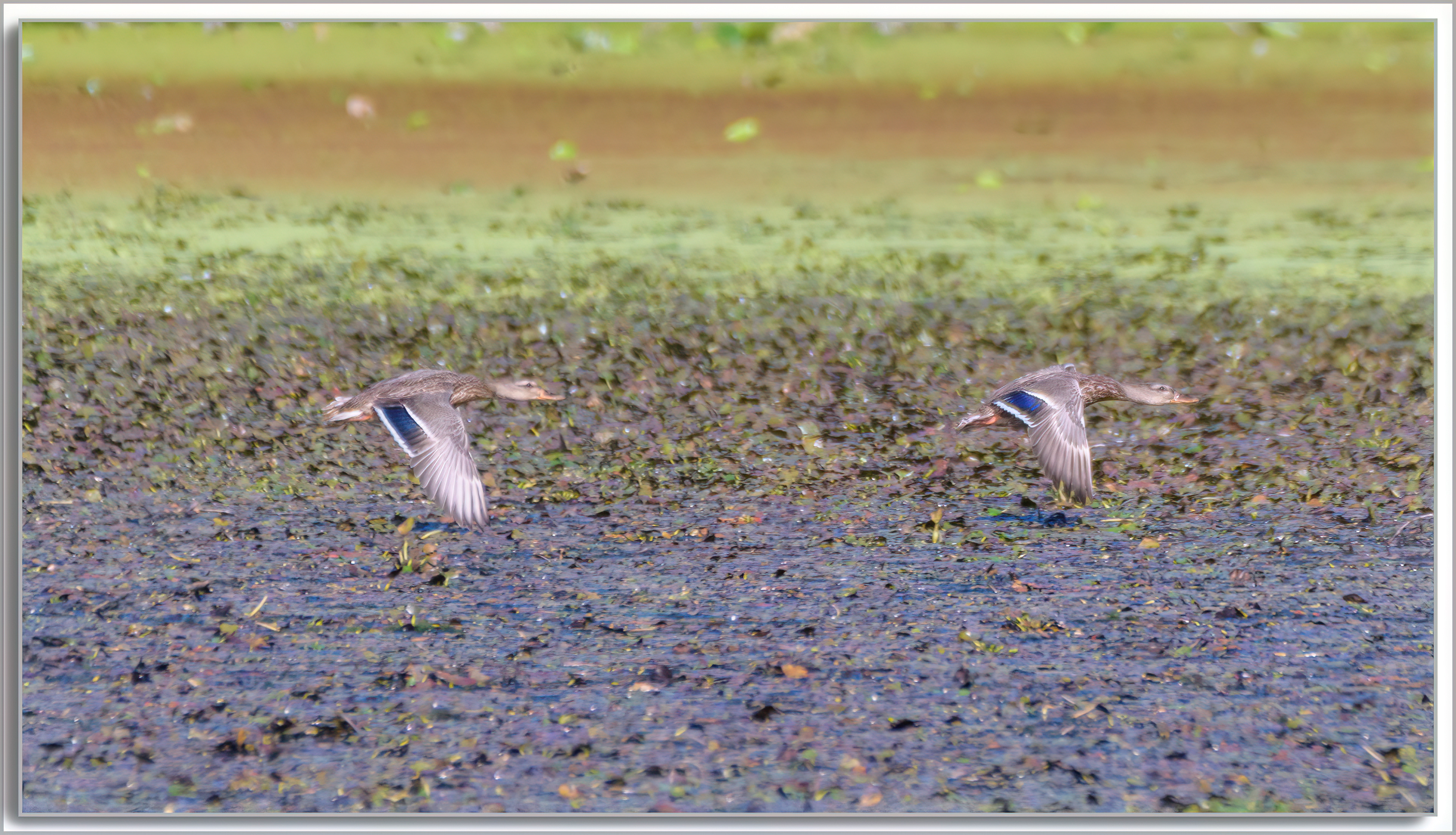 Canard Colvert - Anas platyrhynchos