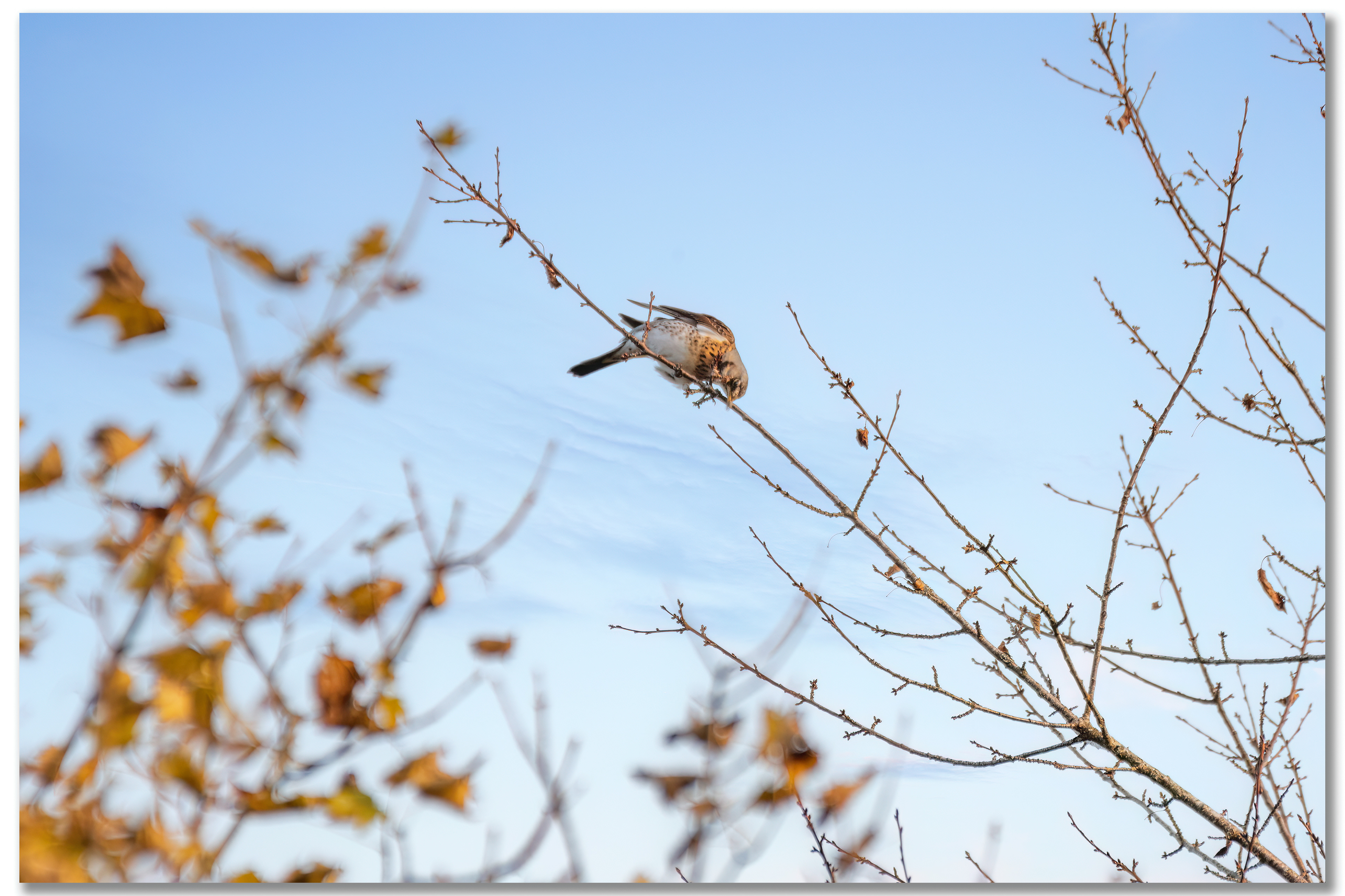 Grive litorne - Turdus pilaris