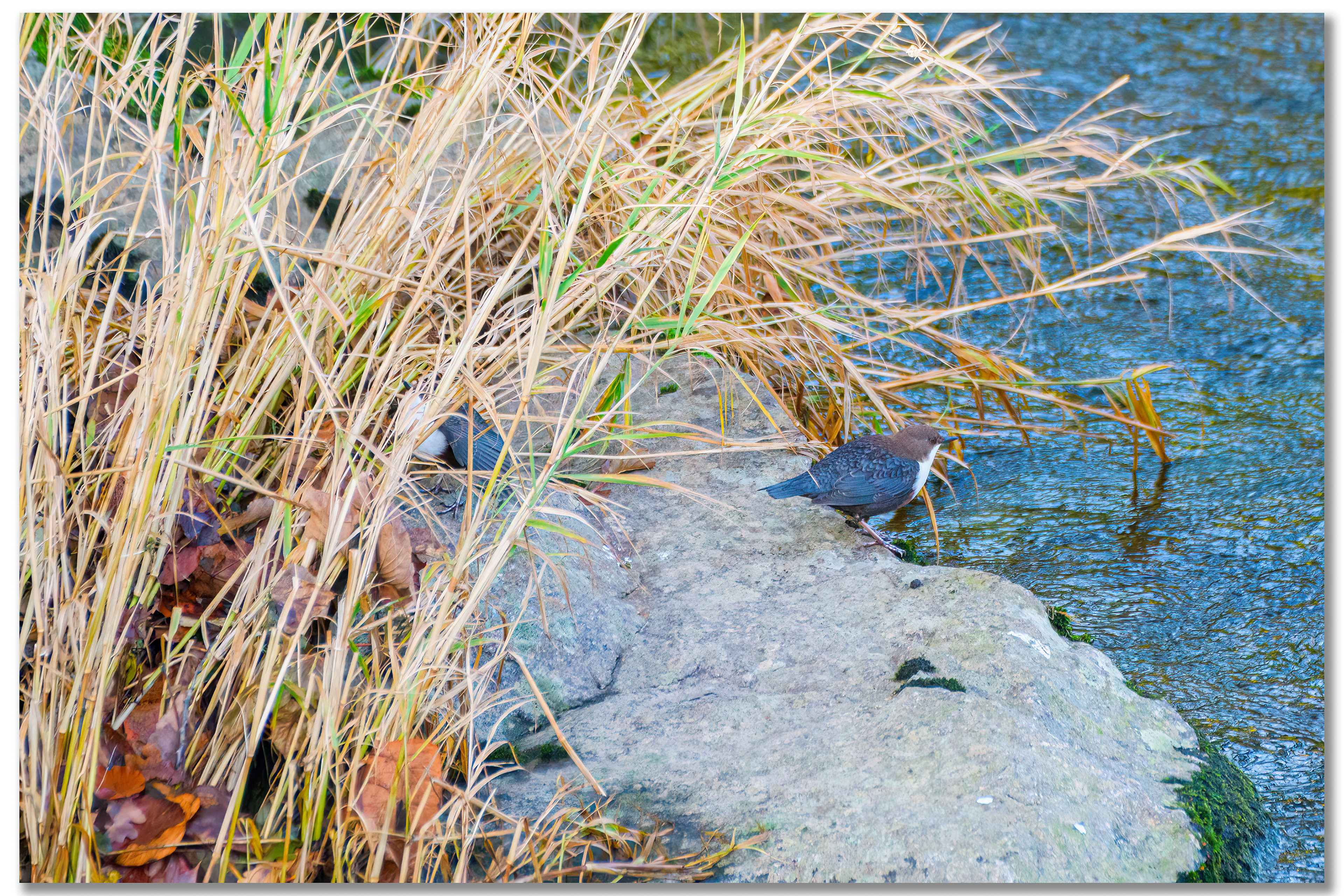Cincle plongeur - Cinclus cinclus