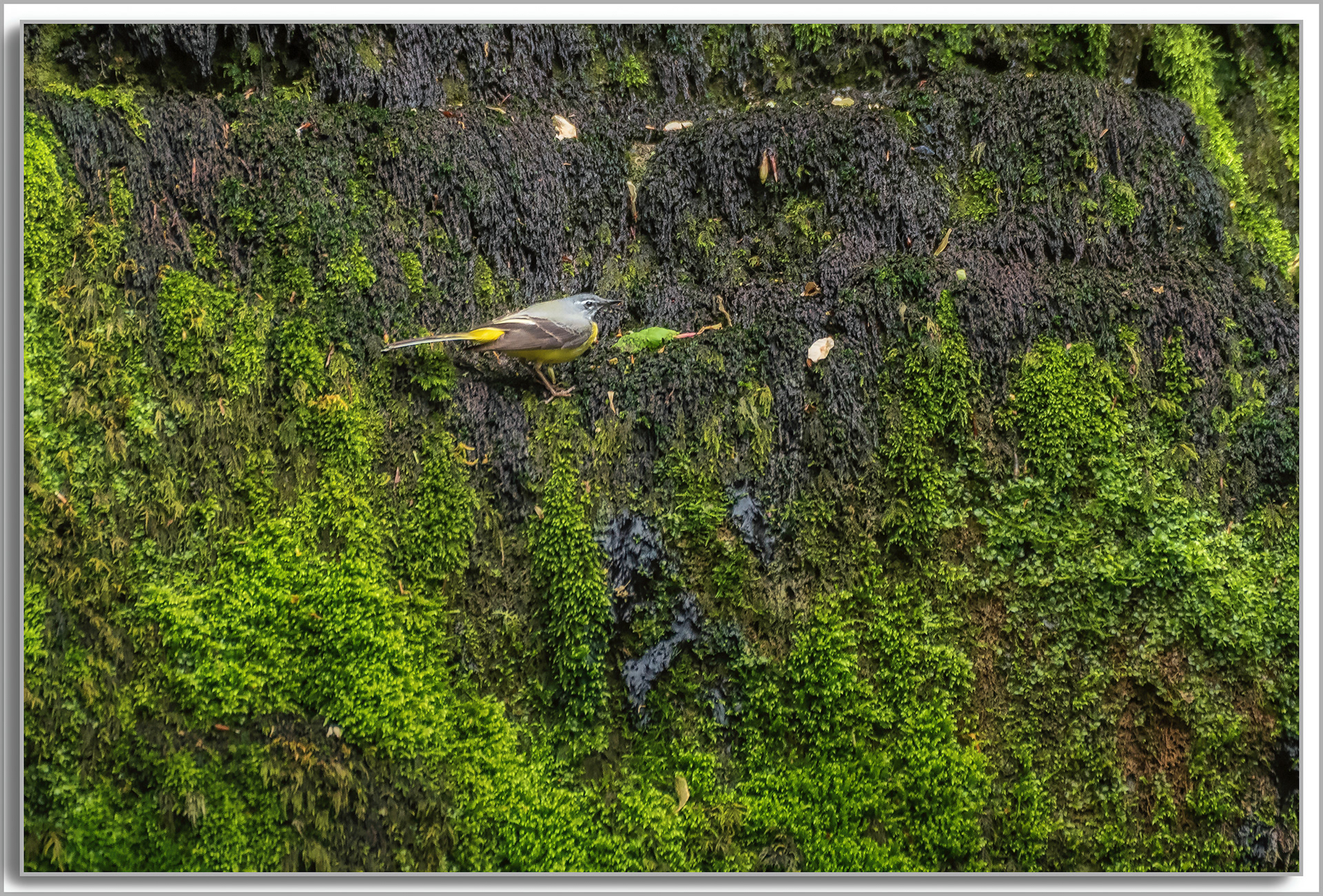 Bergeronnette des ruisseaux - Motacilla cinerea