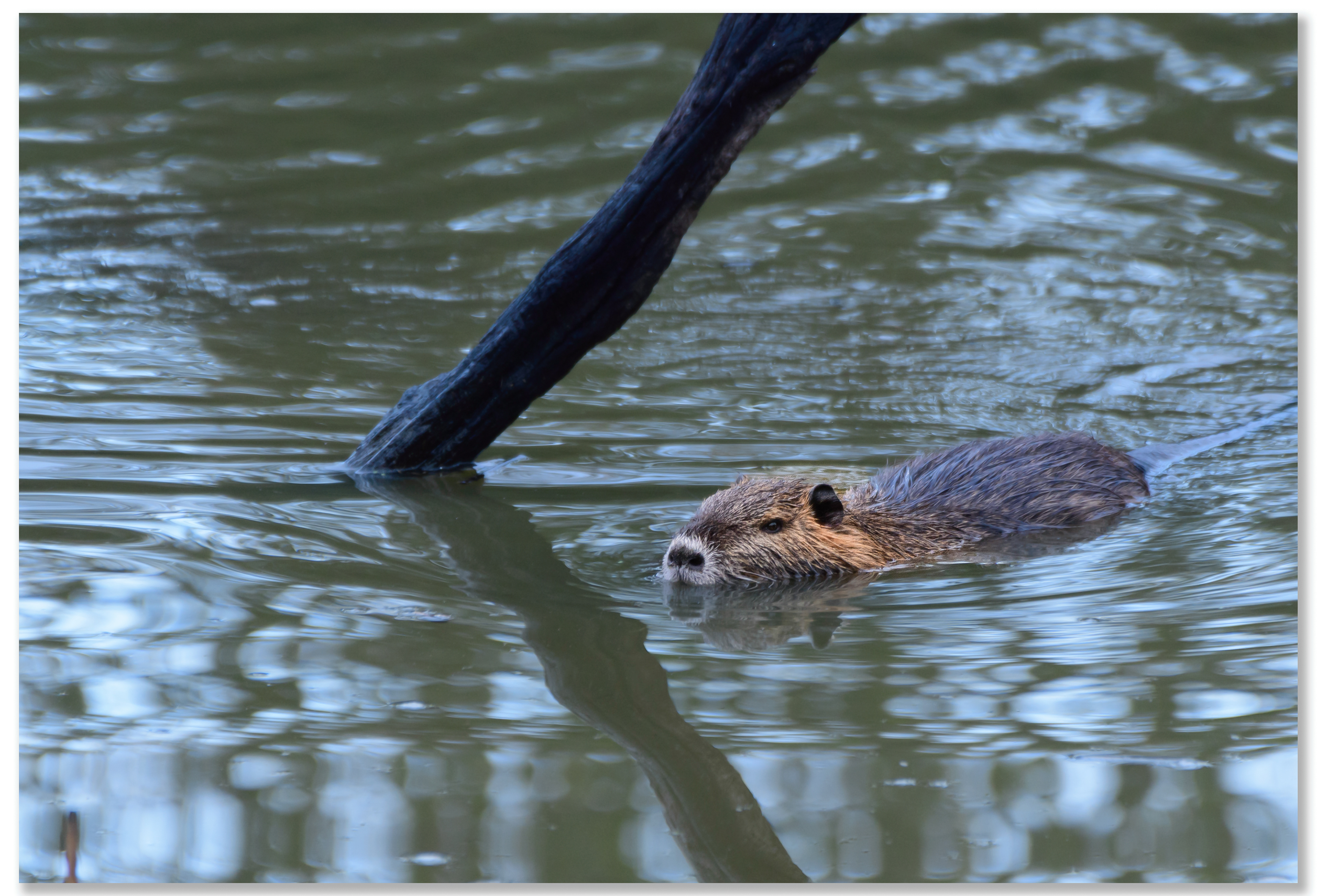 Ragondin - Myocastor Coypus