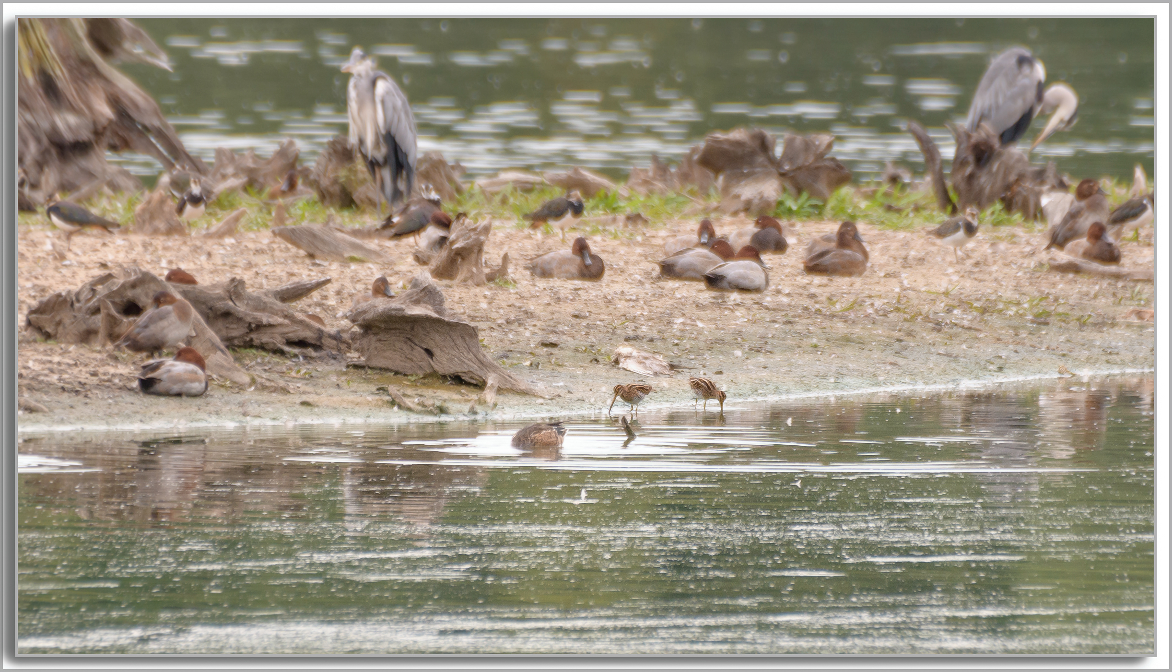 Bécassine des marais - Gallinago Gallinago, Fuligule milouin - Aythya Ferina, Héron cendré - Ardea Cinerea