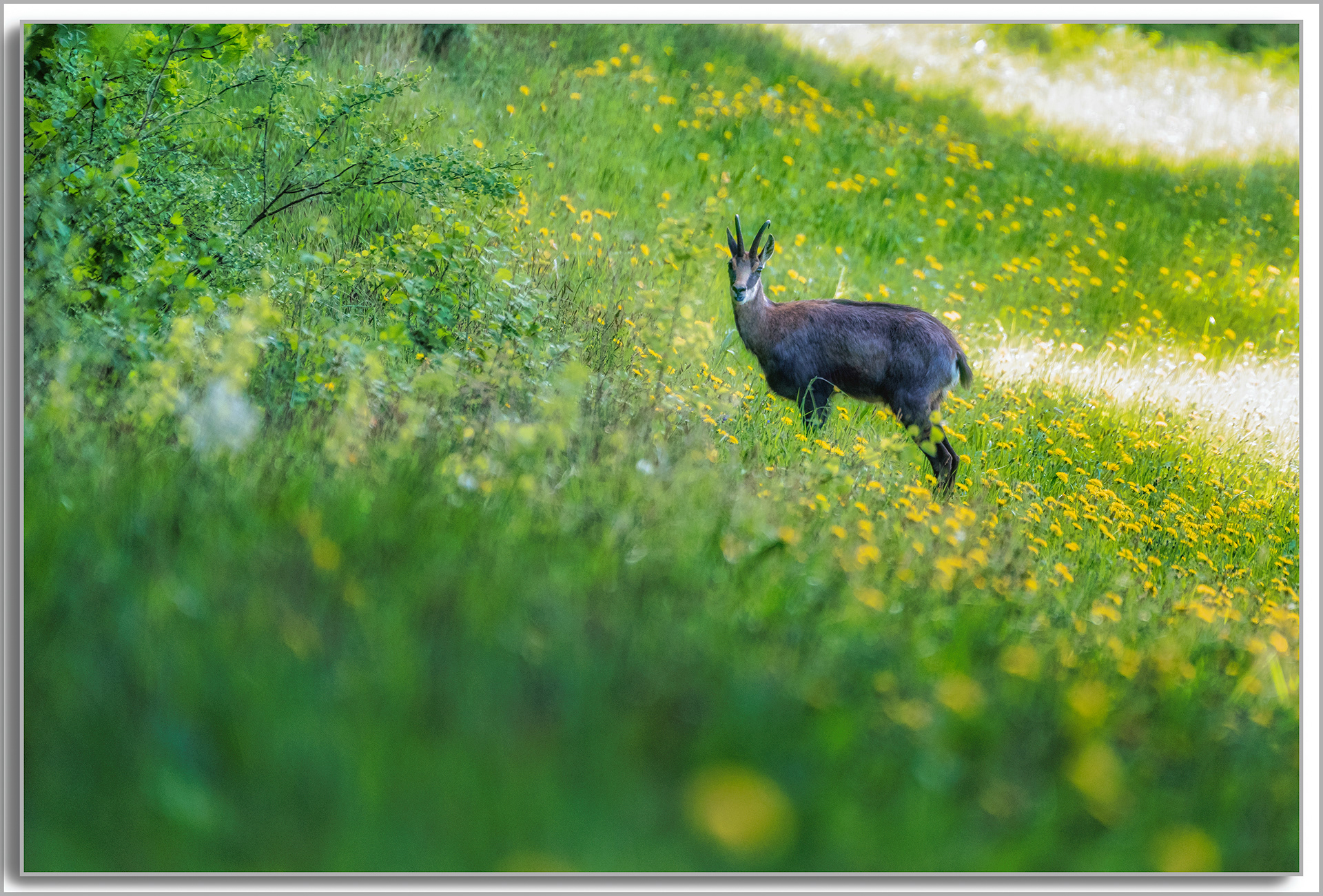 Chamois - Rupicapra rupicapra