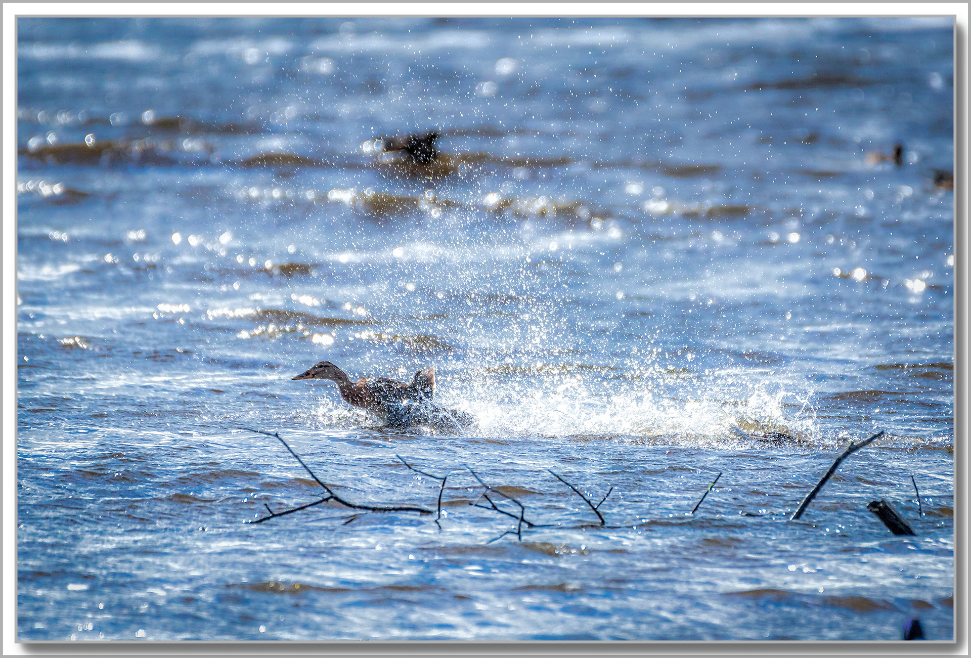 Canard Chipeau - Mareca strepera