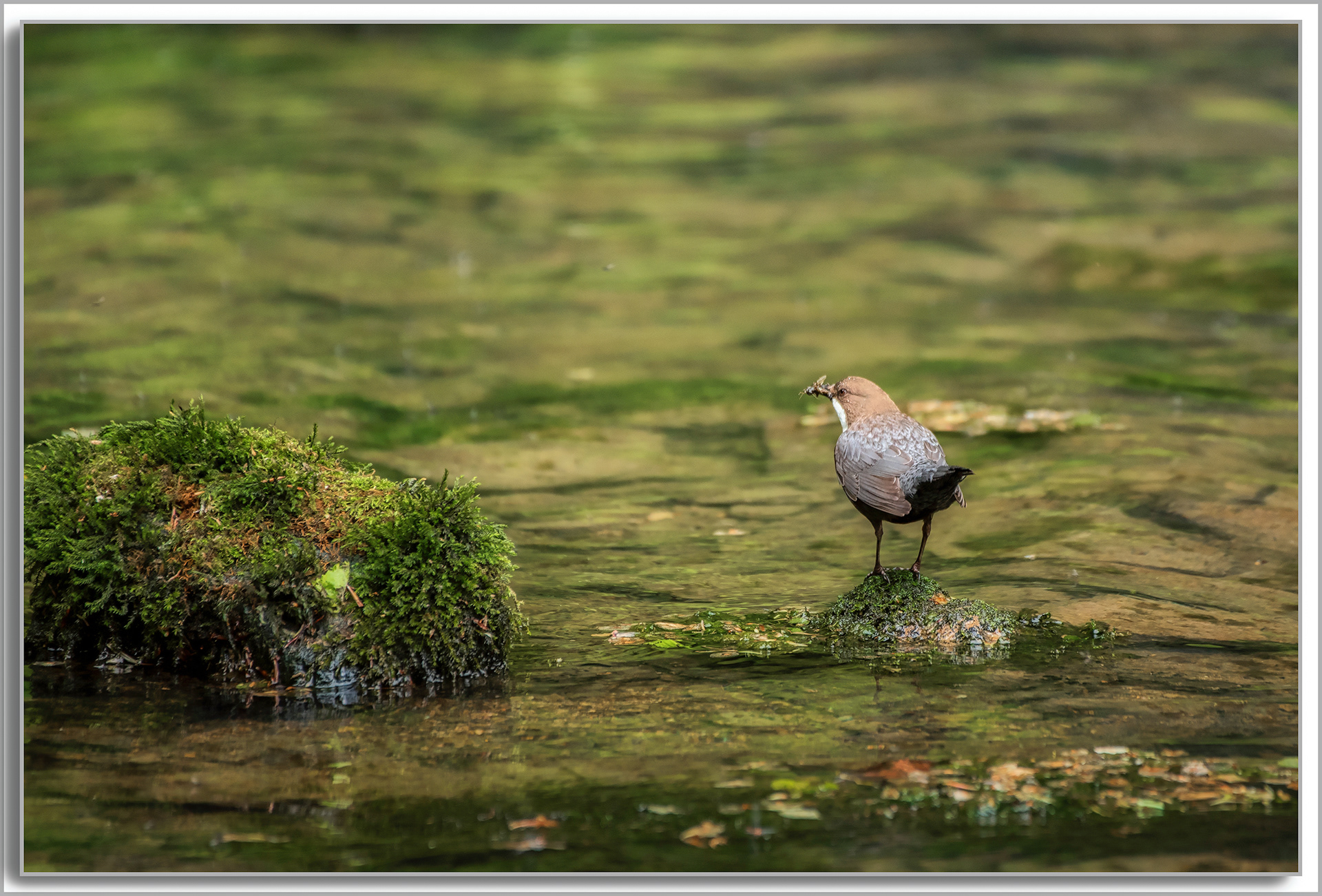 Cincle plongeur - Cinclus cinclus