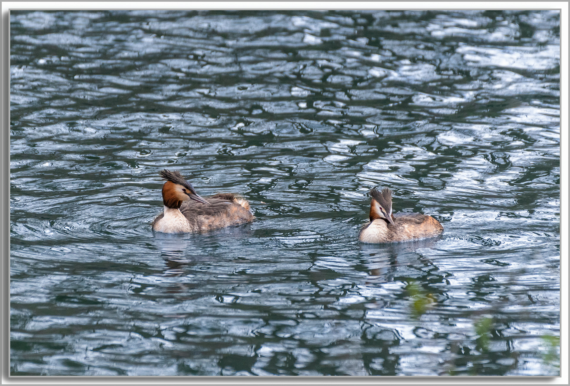 Grèbe huppé - Podiceps Cristatus