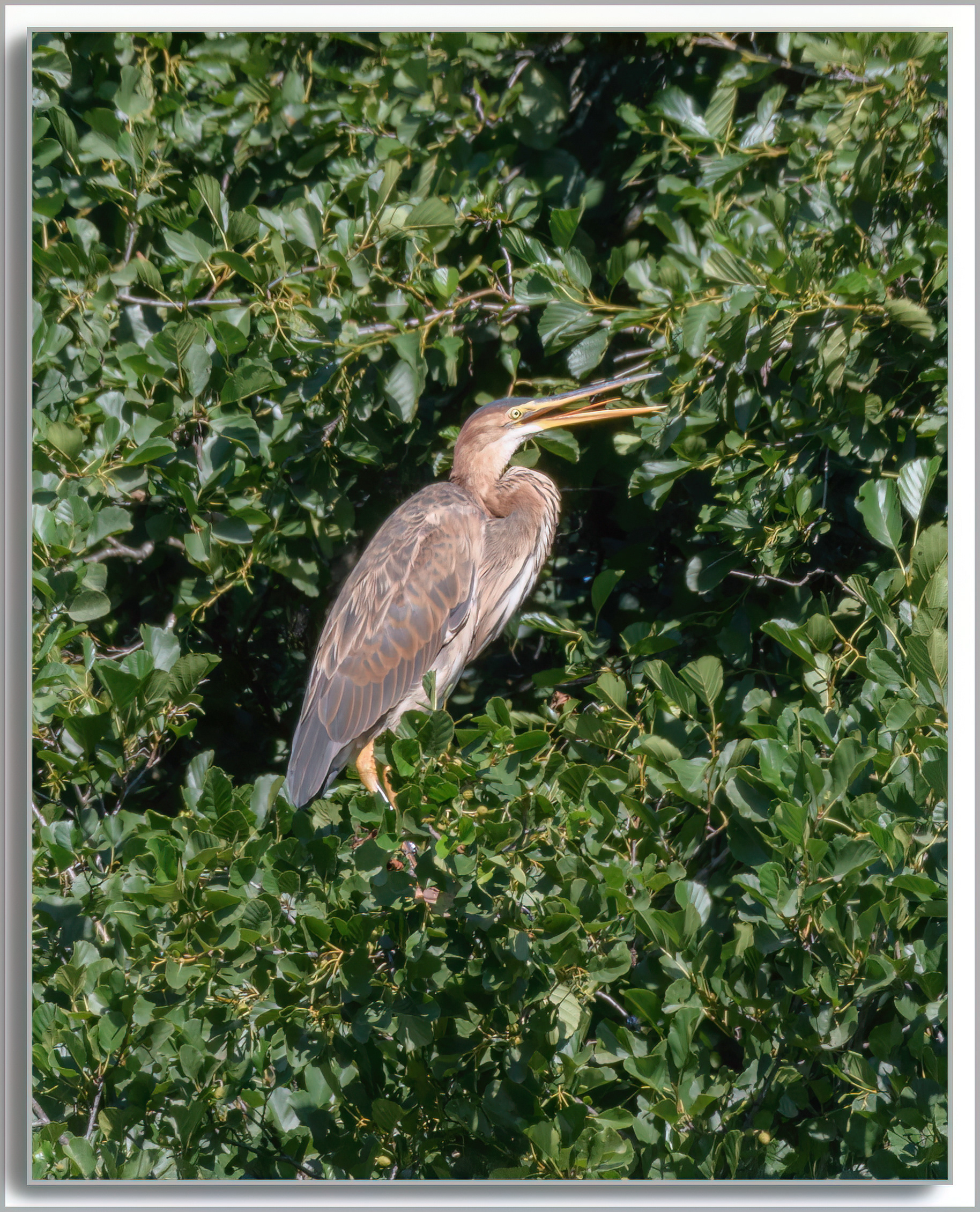 Héron pourpré - Ardea purpurea