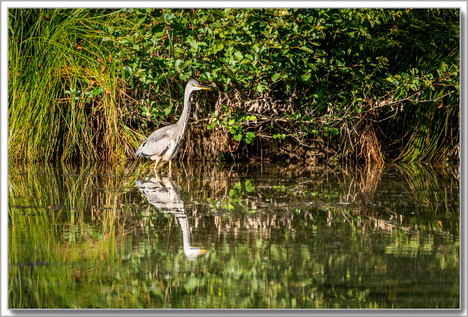 Héron cendré - Ardea cinerea