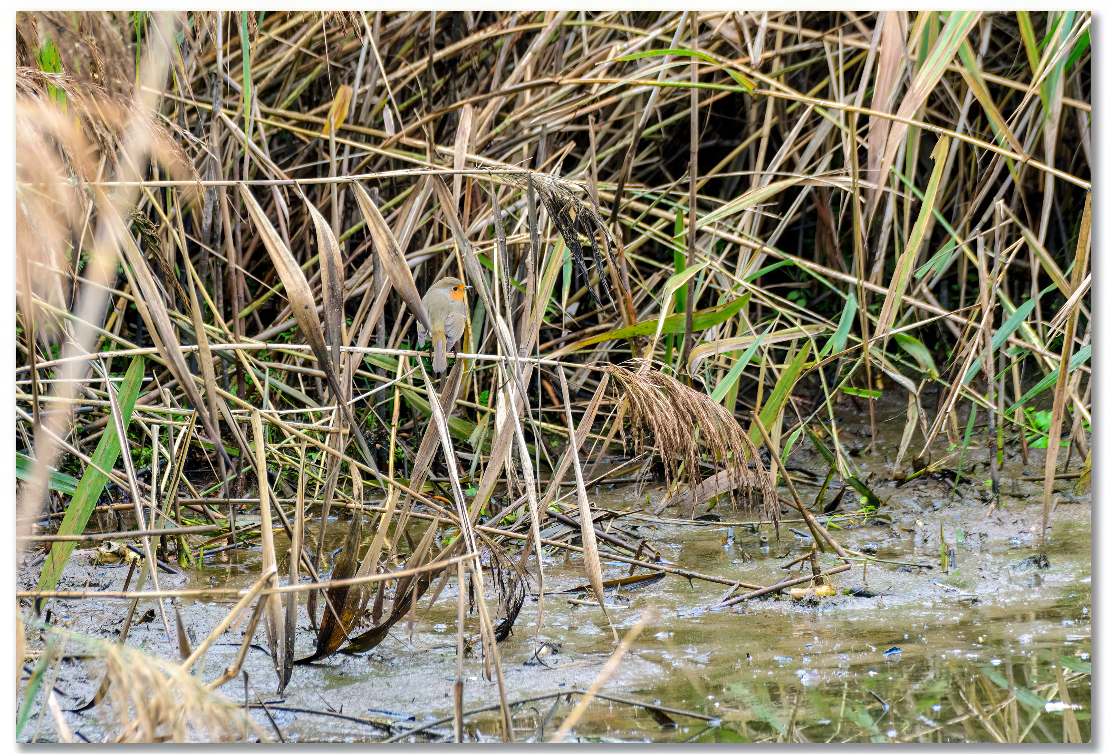 Rougegorge familier - Erithacus rubecula
