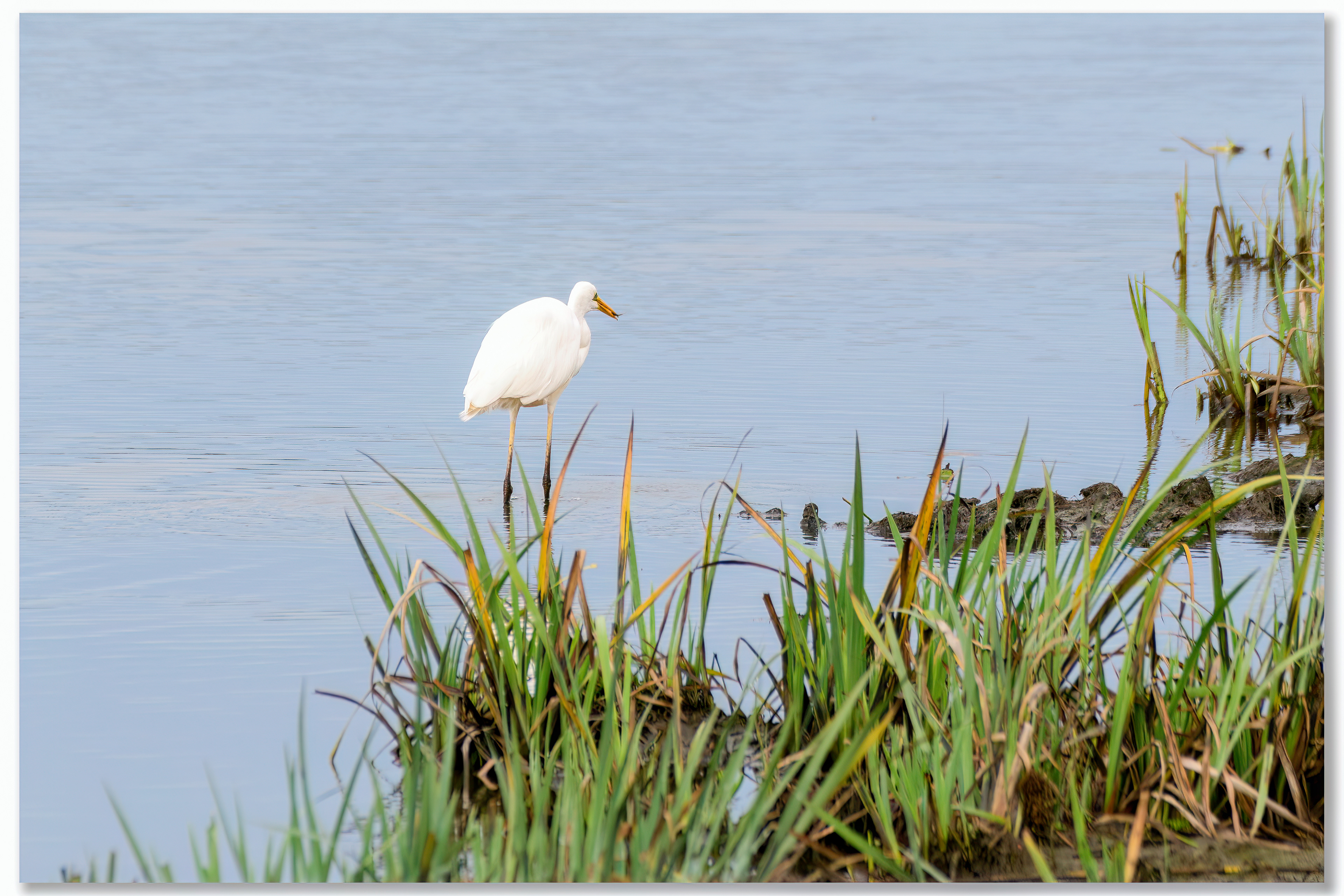Grande aigrette - Ardea alba