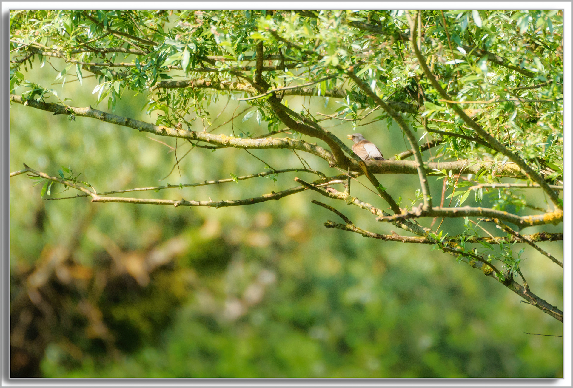 Grive litorne - Turdus pilaris
