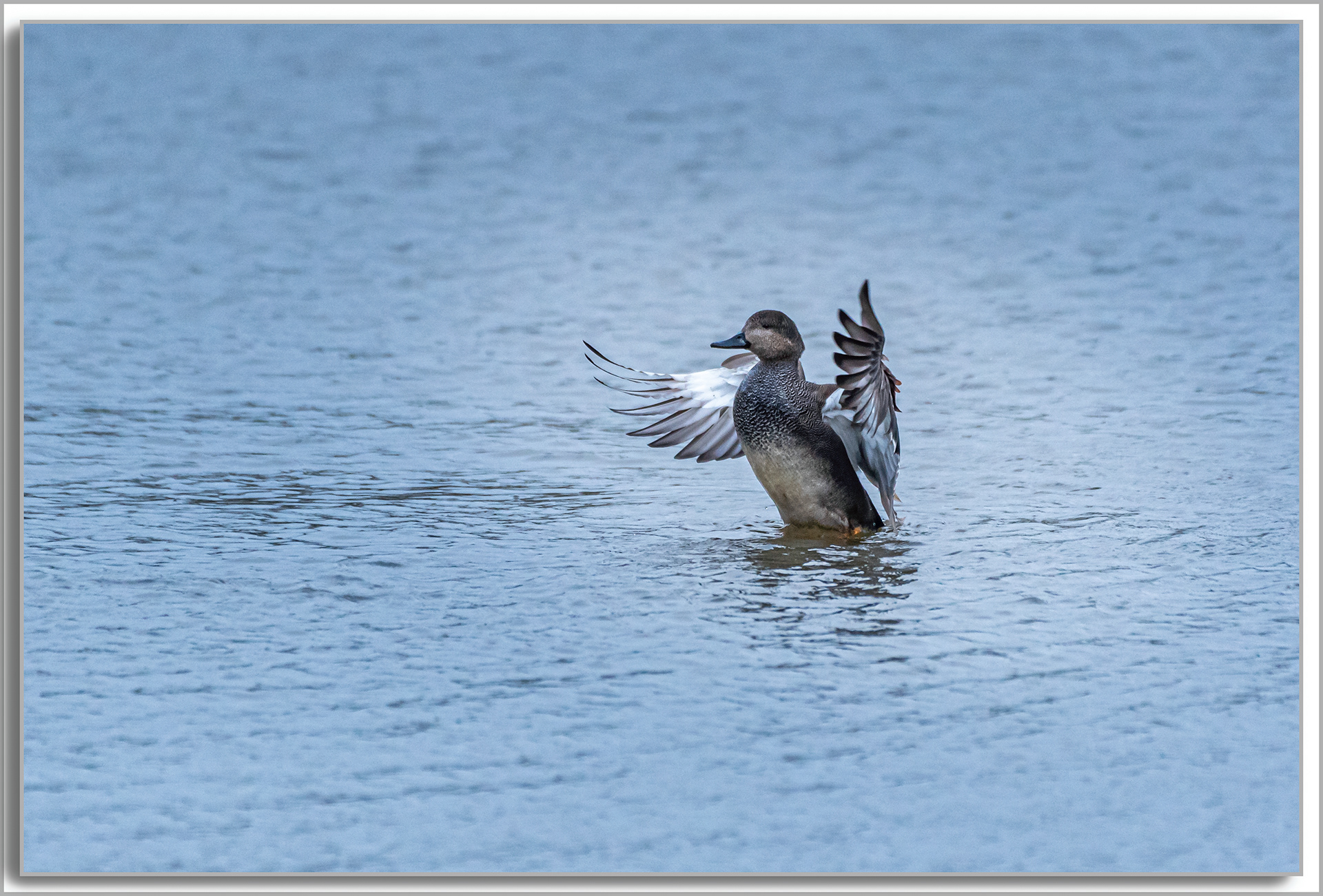 Canard Chipeau - Mareca strepera