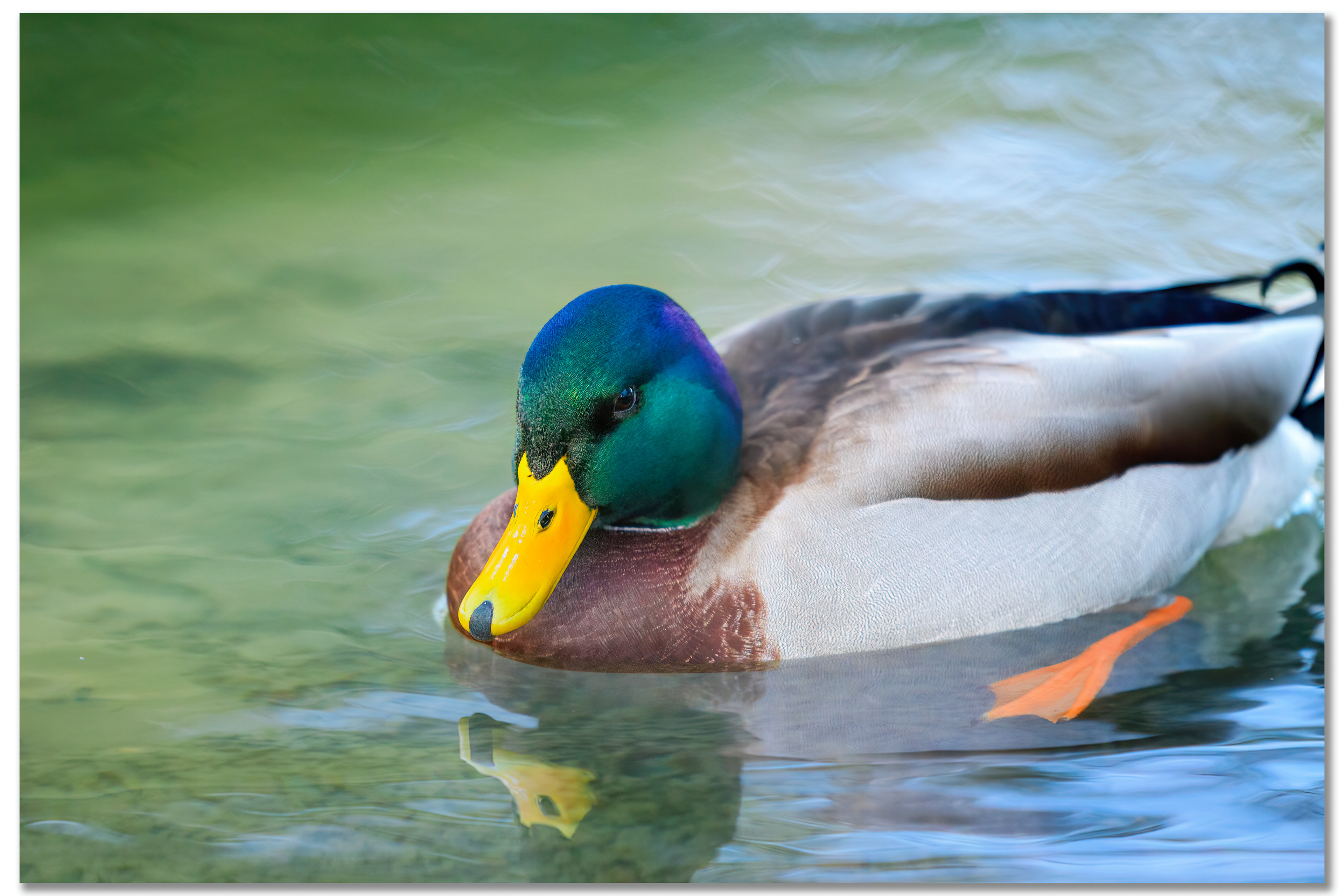 Canard Colvert - Anas platyrhynchos
