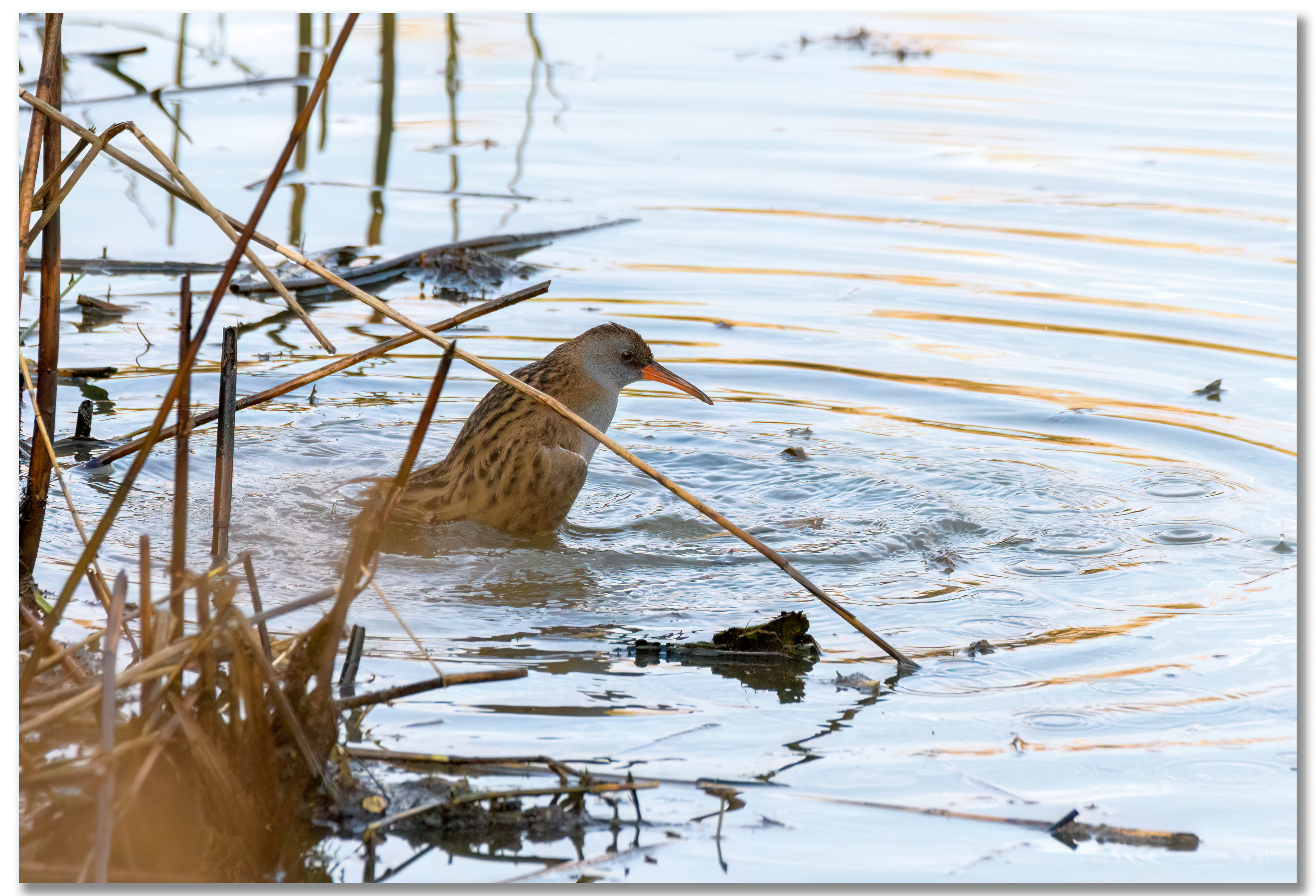 Râle d'eau - Rallus Aquaticus