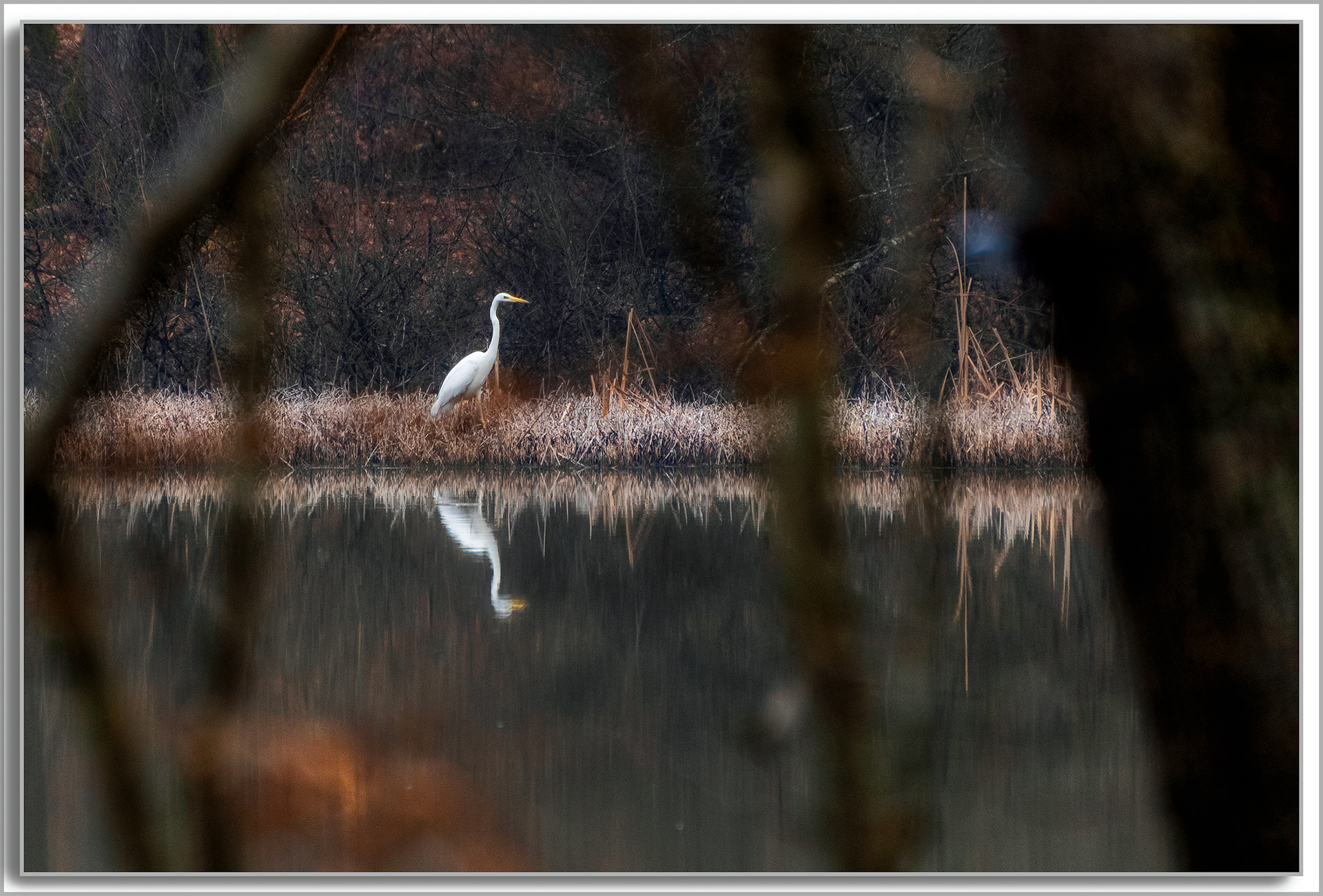 Grande aigrette - Ardea Alba