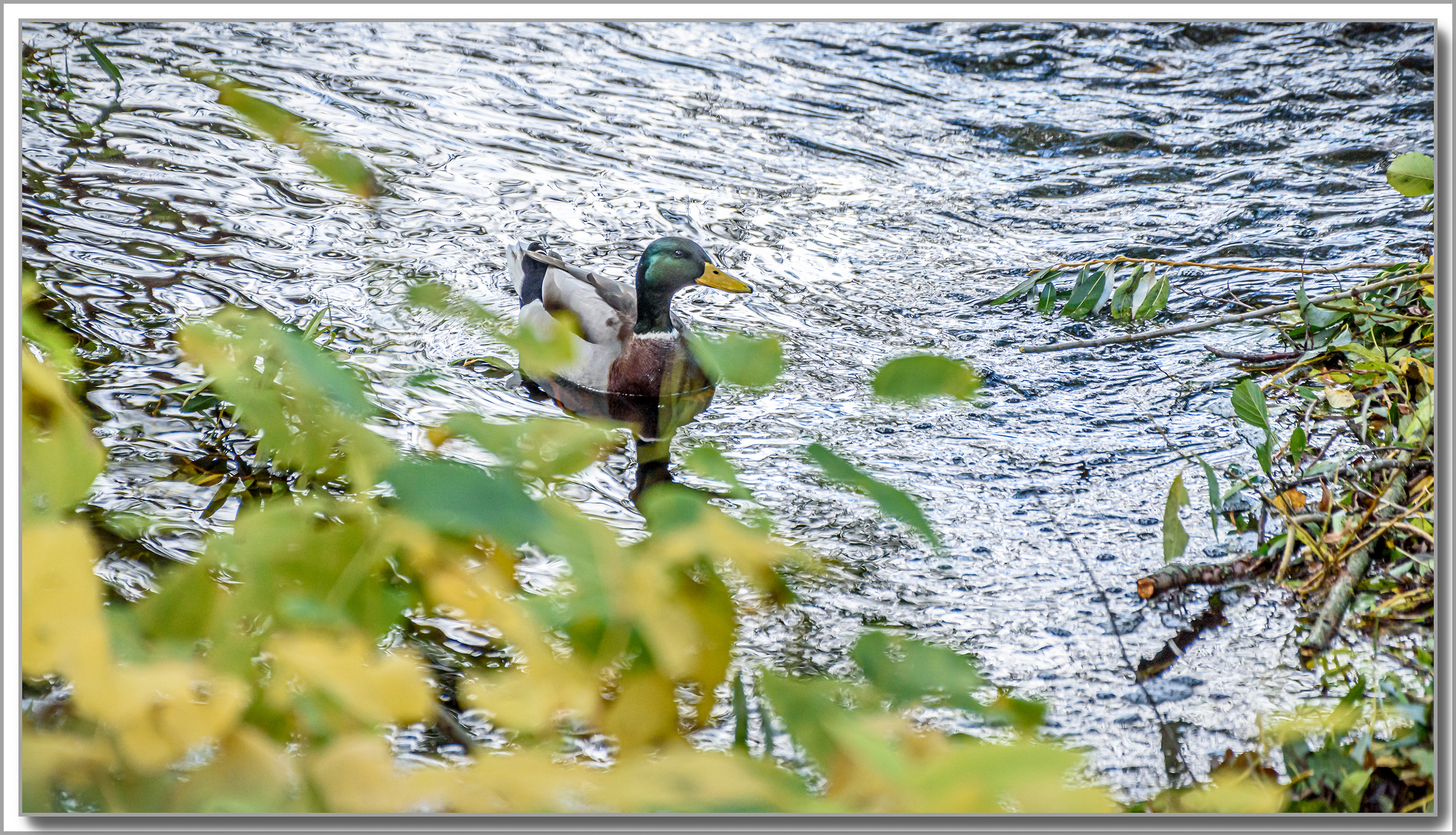 Canard Colvert - Anas platyrhynchos