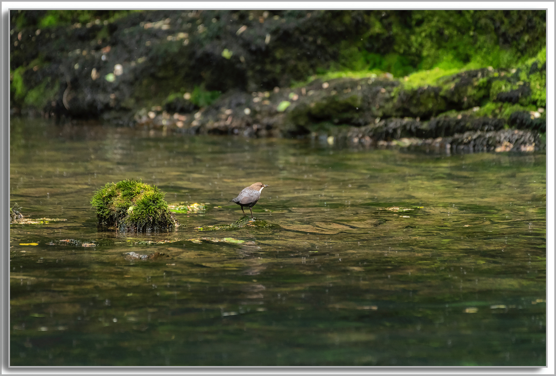 Cincle plongeur - Cinclus cinclus