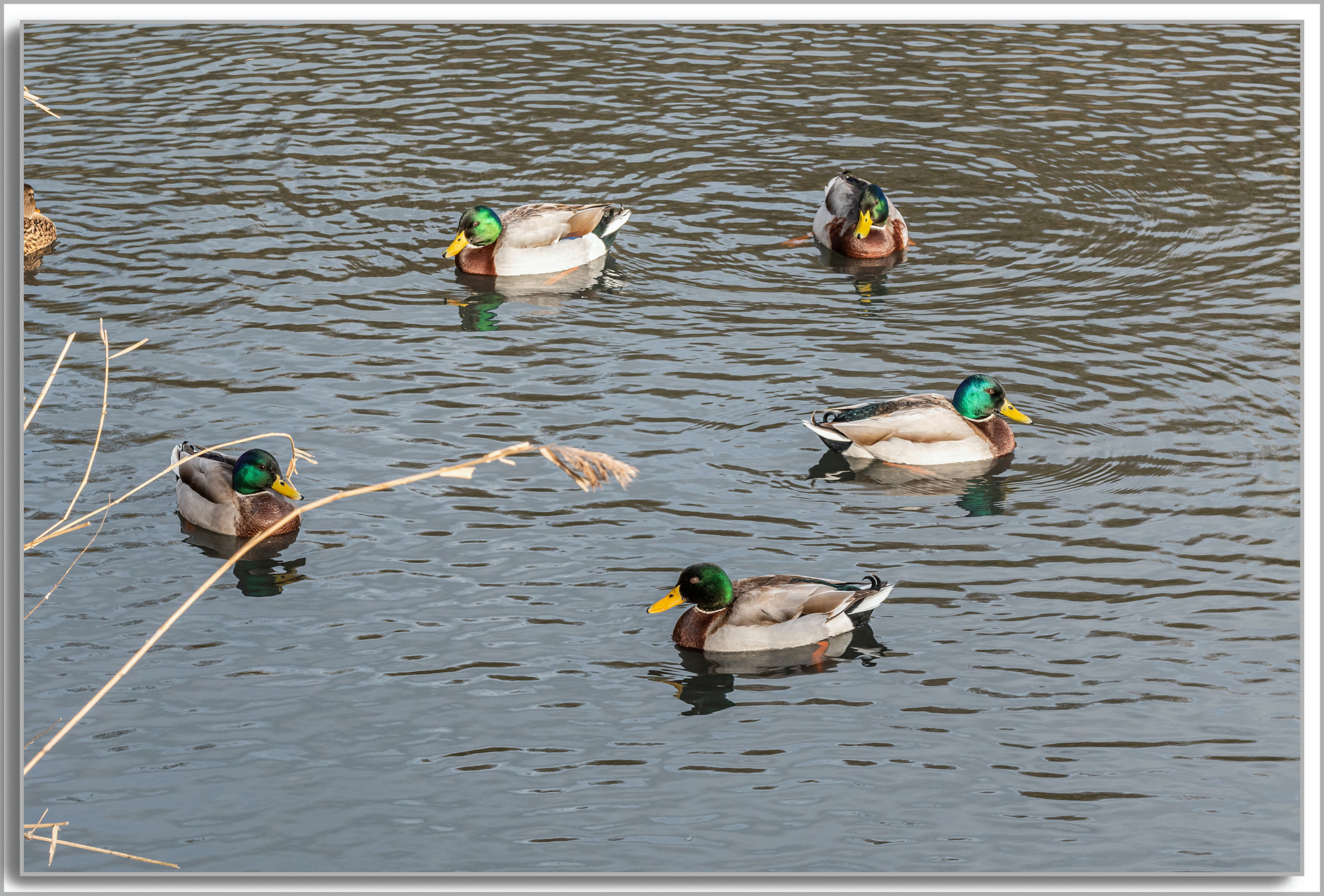 Canard Colvert - Anas platyrhynchos