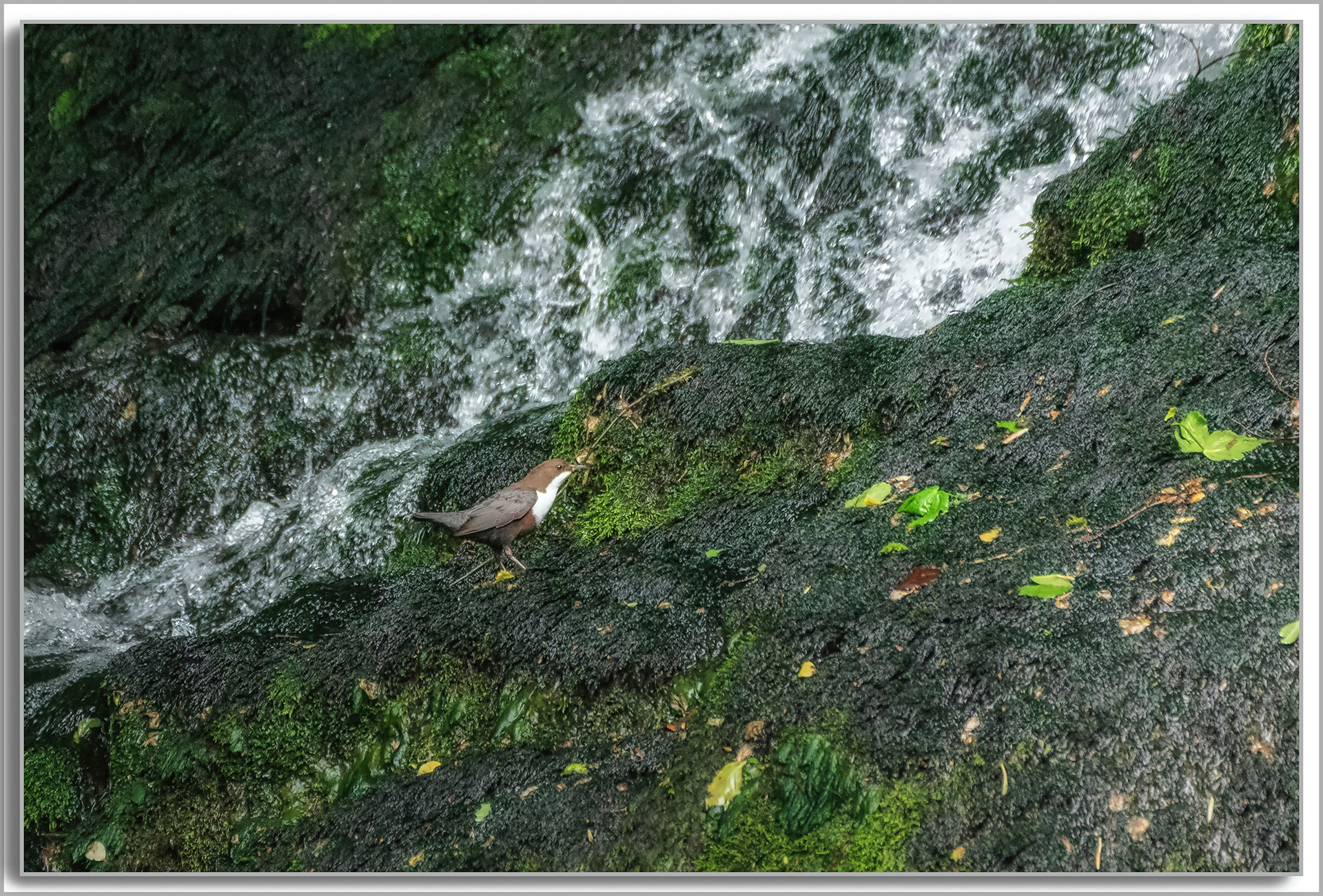 Cincle plongeur - Cinclus cinclus