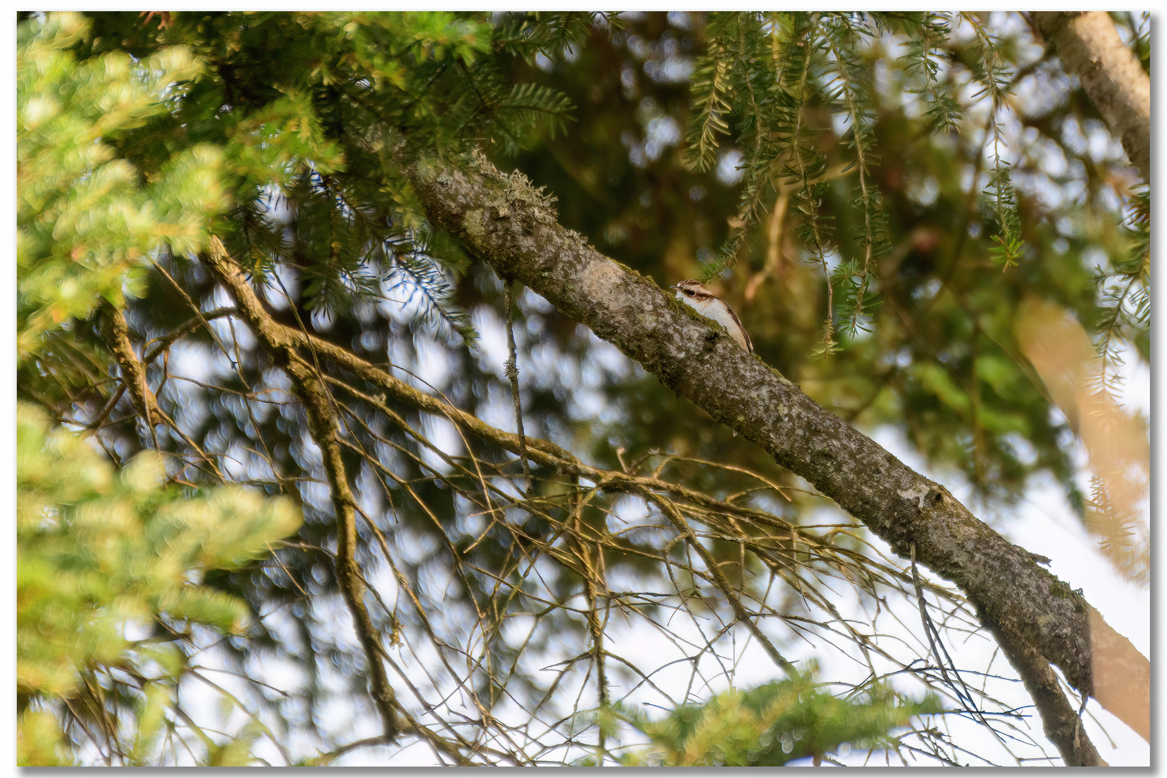 Grimpereau des jardins - Certhia brachydactyla