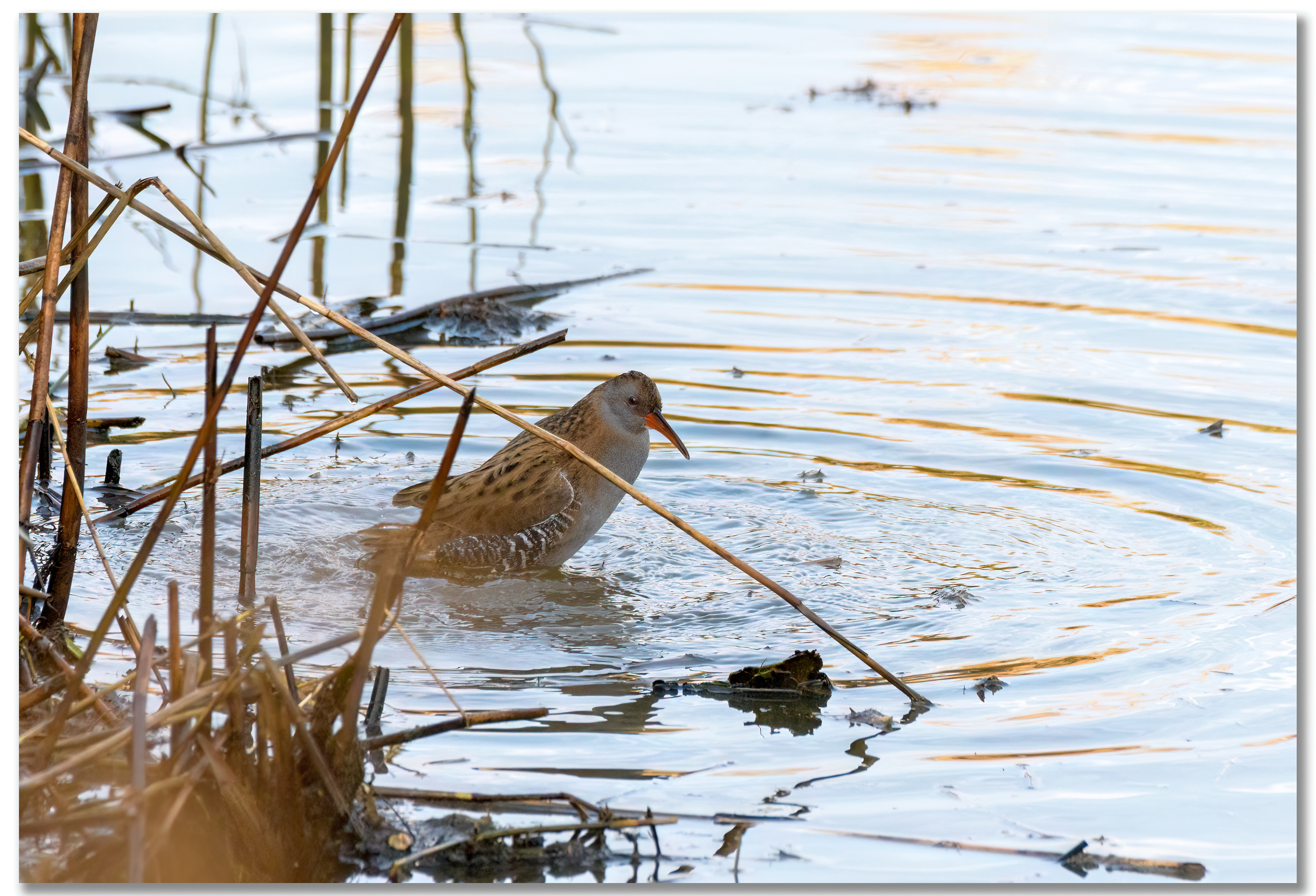 Râle d'eau - Rallus Aquaticus