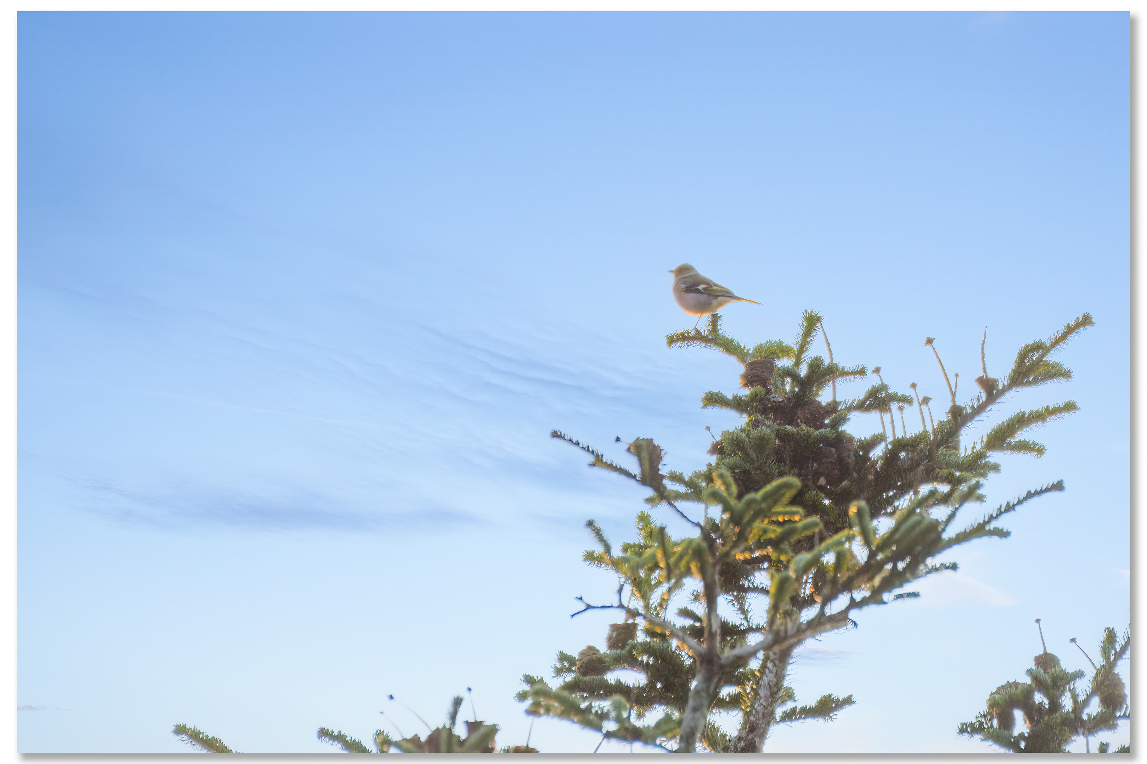 Pinson des arbres - Fringilla Coelebs