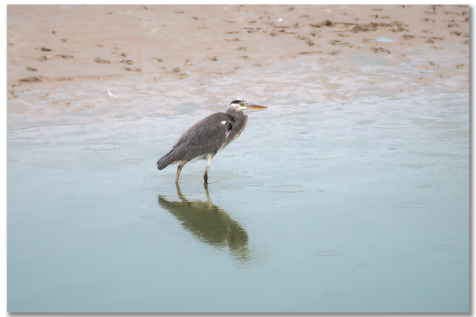 Héron cendré - Ardea cinerea